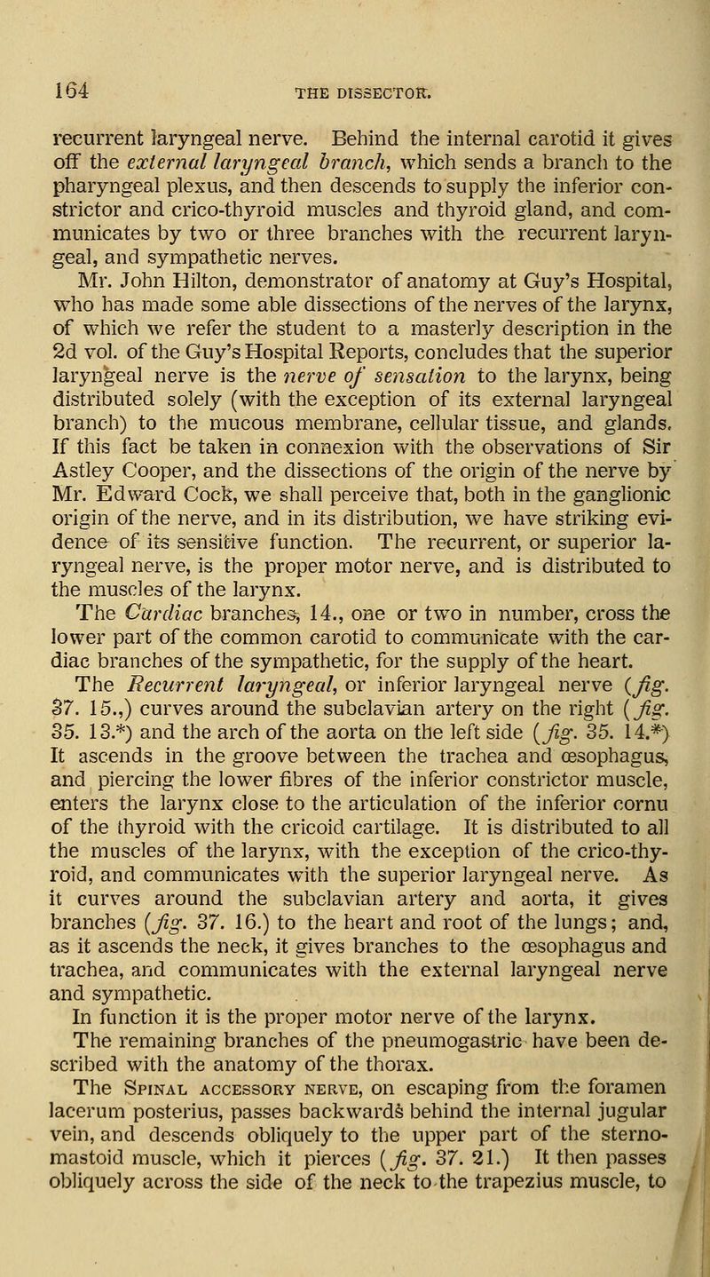 recurrent laryngeal nerve. Behind the internal carotid it gives off the external laryngeal branch, which sends a branch to the pharyngeal plexus, and then descends to supply the inferior con- strictor and crico-thyroid muscles and thyroid gland, and com- municates by two or three branches with the recurrent laryn- geal, and sympathetic nerves. Mr. John Hilton, demonstrator of anatomy at Guy's Hospital, who has made some able dissections of the nerves of the larynx, of which we refer the student to a masterly description in the 2d vol. of the Guy's Hospital Reports, concludes that the superior laryngeal nerve is the nerve of se?isalion to the larynx, being distributed solely (with the exception of its external laryngeal branch) to the mucous membrane, cellular tissue, and glands. If this fact be taken in connexion with the observations of Sir Astley Cooper, and the dissections of the origin of the nerve by Mr. Edward Cock, we shall perceive that, both in the ganglionic origin of the nerve, and in its distribution, we have striking evi- dence of its sensitive function. The recurrent, or superior la- ryngeal nerve, is the proper motor nerve, and is distributed to the muscles of the larynx. The Cardiac branches, 14., one or two in number, cross the lower part of the common carotid to communicate with the car- diac branches of the sympathetic, for the supply of the heart. The Recurrent laryngeal, or inferior laryngeal nerve {Jig. S7. 15.,) curves around the subclavian artery on the right {Jig. 35. 13.*) and the arch of the aorta on the Wt side (Jig. 35. 14.*) It ascends in the groove between the trachea and oesophagus, and piercing the lower fibres of the inferior constrictor muscle, enters the larynx close to the articulation of the inferior cornu of the thyroid with the cricoid cartilage. It is distributed to all the muscles of the larynx, with the exception of the crico-thy- roid, and communicates with the superior laryngeal nerve. As it curves around the subclavian artery and aorta, it gives branches (Jig. 37. 16.) to the heart and root of the lungs; and, as it ascends the neck, it gives branches to the oesophagus and trachea, and communicates with the external laryngeal nerve and sympathetic. In function it is the proper motor nerve of the larynx. The remaining branches of the pneumogastric have been de- scribed with the anatomy of the thorax. The Spinal accessory nerve, on escaping from the foramen lacerum posterius, passes backwards behind the internal jugular vein, and descends obliquely to the upper part of the sterno- mastoid muscle, which it pierces (Jig. 37. 21.) It then passes obliquely across the side of the neck to the trapezius muscle, to