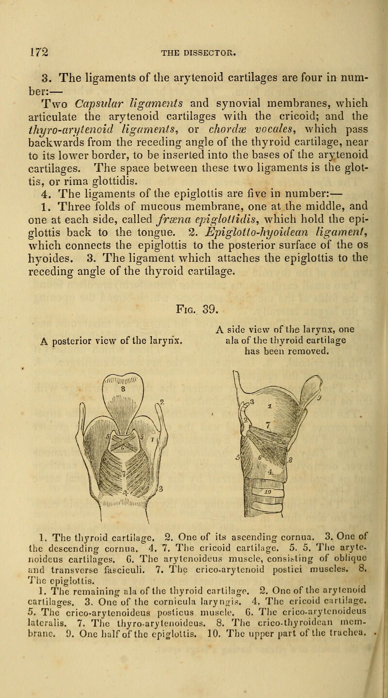 3. The ligaments of the arytenoid cartilages are four in num- ber:— Two Capsular ligaments and synovial membranes, which articulate the arytenoid cartilages with the cricoid; and the thyro-arylenoid ligaments, or chordae vocales, which pass backwards from the receding angle of the thyroid cartilage, near to its lower border, to be inserted into the bases of the arytenoid cartilages. The space between these two ligaments is the glot- tis, or rima glottidis. 4. The ligaments of the epiglottis are five in number:— 1. Three folds of mucous membrane, one at the middle, and one at each side, called frsena epiglollidis, which hold the epi- glottis back to the tongue. 2. Epiglotlo-hyoidean ligament, which connects the epiglottis to the posterior surface of the os hyoides. 3. The ligament which attaches the epiglottis to the receding angle of the thyroid cartilage. Fig. 39. A posterior view of the larynx. A side view of the larynx, one ala of the thyroid cartilage has been removed. 1. The thyroid cartilage. 2. One of its ascending cornua. 3. One of the descending cornua. 4. 7. The cricoid cartilage. 5. 5. The aryte- noideus cartilages. G. The arytcnoideus muscle, consisting of oblique and transverse fasciculi. 7. The crico-arytenoid postici muscles. 8. The epiglottis. 1. The remaining ala of the thyroid cartilage. 2. One of the arytenoid cartilages. 3. One of the cornicula laryngis. 4. The cricoid cartilage. 5. The crico-arytenoidcus posticus muscle. 6. The crico-arytcnoideus lateralis. 7. The thyro-arytenoideus. 8. The crico-thyroidean mem- branc. 9. One half of the epiglottis. 10. The upper part of the trachea.