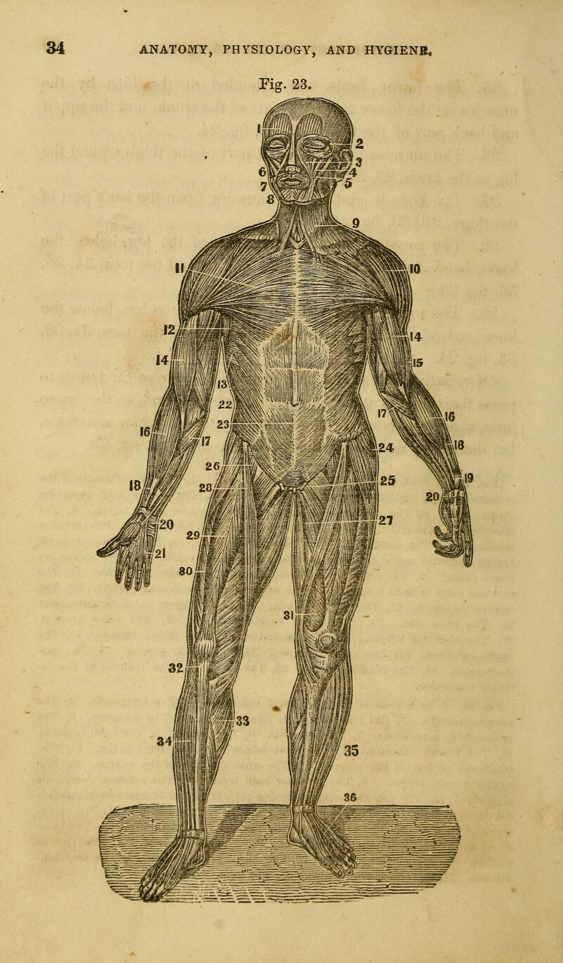 Fig. 23,