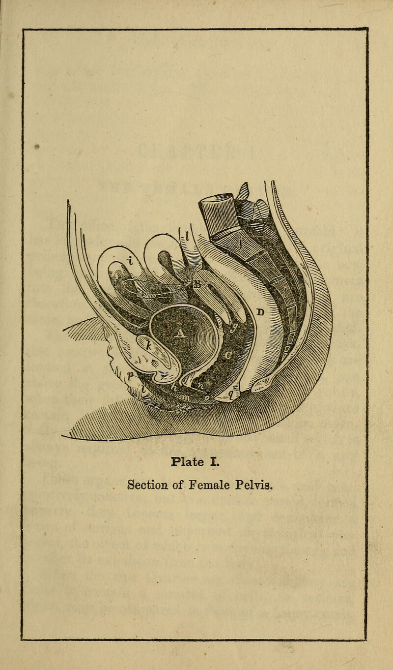 Plate I. Section of Female Pelvis.