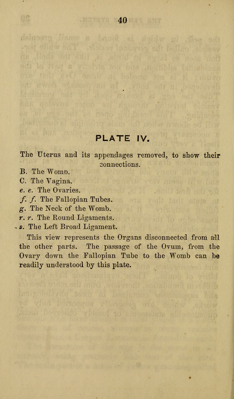 PLATE IV. The Uterus and its appendages removed, to show their connections. B. TheWomo. C. The Vagina. e. e. The Ovaries. /. /. The Fallopian Tubes. g. The Neck of the Womb. r. r. The Round Ligaments. s. The Left Broad Ligament. This view represents the Organs disconnected from all the other parts. The passage of the Ovum, from the Ovary down the Fallopian Tube to the Womb can be readily understood by this plate.