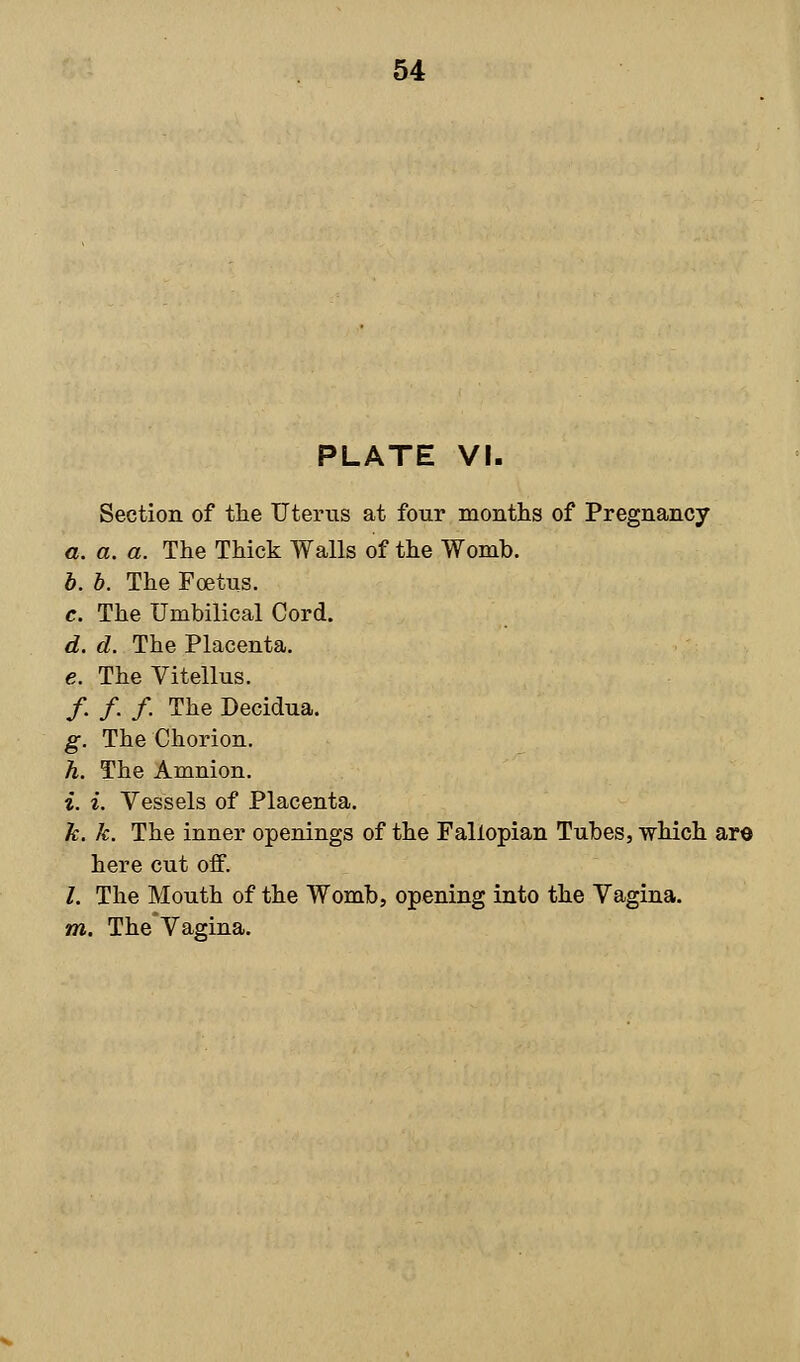 PLATE VI. Section of the Uterus at four months of Pregnancy a. a. a. The Thick Walls of the Womb. b. b. The Foetus. c. The Umbilical Cord. d. d. The Placenta. e. The Vitellus. /. /. /. The Decidua. g. The Chorion. h. The Amnion. i. i. Vessels of Placenta. k. k. The inner openings of the Fallopian Tubes, which aro here cut off. I. The Mouth of the Womb, opening into the Vagina. m. The Vagina.