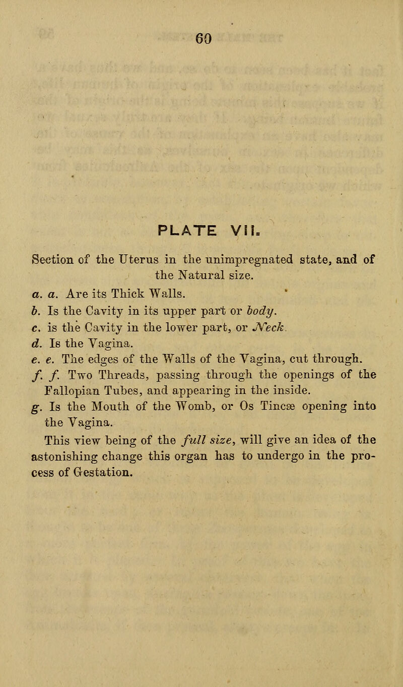 PLATE ViL Section of the Uterus in the uninrpregnated state, and of the Natural size. a. a. Are its Thick Walls. b. Is the Cavity in its upper part or body. c. is the Cavity in the lower part, or Neck. d. Is the Vagina. e. e. The edges of the Walls of the Vagina, ctit through. f. f. Two Threads, passing through the openings of the Fallopian Tubes, and appearing in the inside. g. Is the Mouth of the Womb, or Os Tincse opening into the Vagina. This view being of the full size, will give an idea of the astonishing change this organ has to undergo in the pro- cess of Gestation.