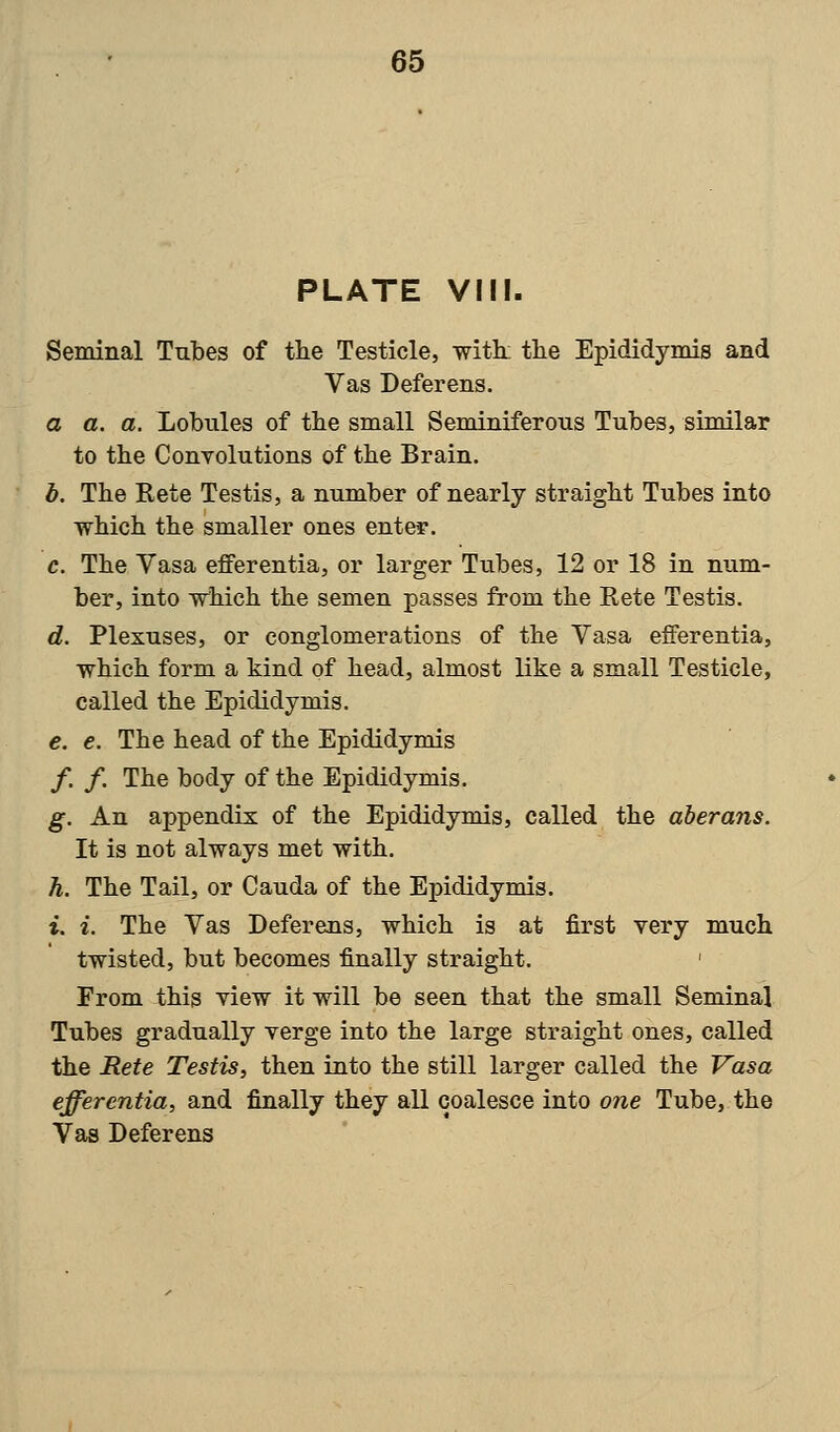 PLATE VIM. Seminal Tubes of the Testicle, with: the Epididymis and Vas Deferens. a a. a. Lobules of the small Seminiferous Tubes, similar to the Convolutions of the Brain. b. The Rete Testis, a number of nearly straight Tubes into which the smaller ones enter. c. The Vasa efferentia, or larger Tubes, 12 or 18 in num- ber, into which the semen passes from the Rete Testis. d. Plexuses, or conglomerations of the Vasa efferentia, which form a kind of head, almost like a small Testicle, called the Epididymis. e. e. The head of the Epididymis f. f. The body of the Epididymis. g. An appendix of the Epididymis, called the aberans. It is not always met with. h. The Tail, or Cauda of the Epididymis. i. i. The Vas Deferens, which is at first very much twisted, but becomes finally straight. ' From this view it will be seen that the small Seminal Tubes gradually verge into the large straight ones, called the Rete Testis, then into the still larger called the Vasa efferentia, and finally they all coalesce into one Tube, the Vas Deferens