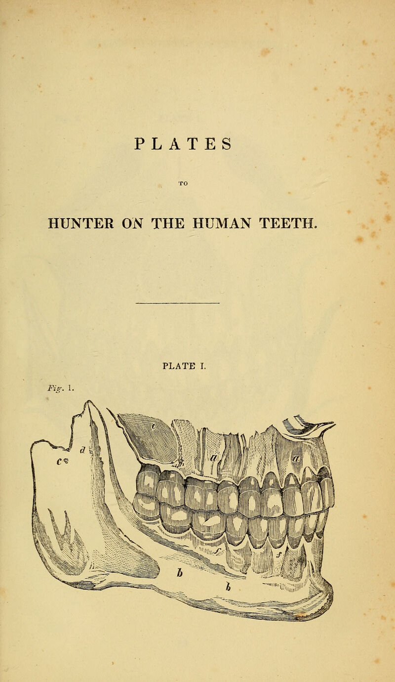 PLATES HUNTER ON THE HUMAN TEETH. PLATE I. Fig. 1.