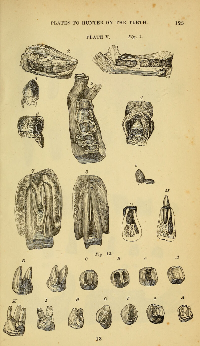 PLATE V. Fig. 1.