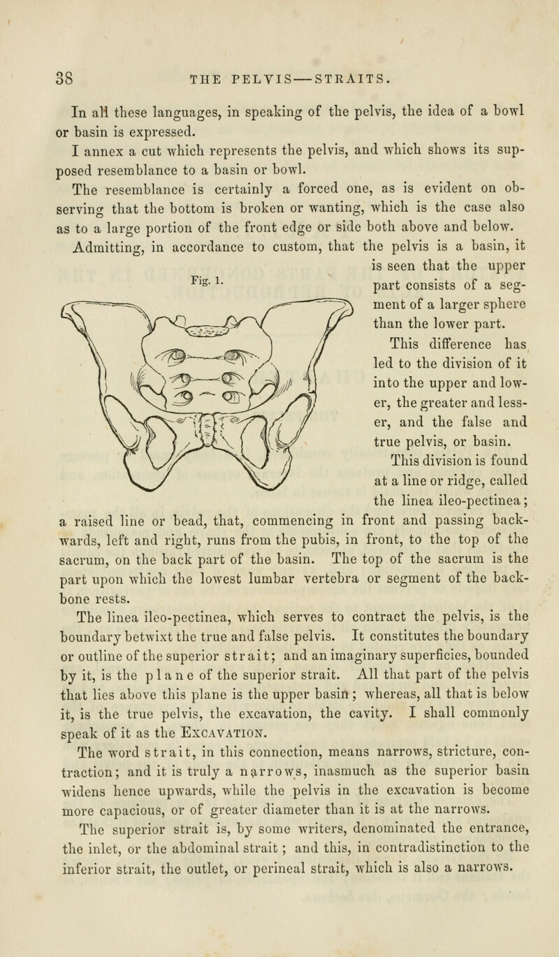 In ali these languages, in speaking of the pelvis, the idea of a bowl or basin is expressed. I annex a cut which represents the pelvis, and which shows its sup- posed resemblance to a basin or bowl. The resemblance is certainly a forced one, as is evident on ob- serving that the bottom is broken or wanting, which is the case also as to a large portion of the front edge or side both above and below. Admitting, in accordance to custom, that the pelvis is a basin, it is seen that the upper ^'^- ^- part consists of a seg- ment of a larger sphere than the lower part. This diiference has led to the division of it into the upper and low- er, the greater and less- er, and the false and true pelvis, or basin. This division is found at a line or ridge, called the linea ileo-pectinea; a raised line or bead, that, commencing in front and passing back- wards, left and right, runs from the pubis, in front, to the top of the sacrum, on the back part of the basin. The top of the sacrum is the part upon which the lowest lumbar vertebra or segment of the back- bone rests. The linea ileo-pectinea, which serves to contract the pelvis, is the boundary betwixt the true and false pelvis. It constitutes the boundary or outline of the superior strait; and an imaginary superficies, bounded by it, is the plane of the superior strait. All that part of the pelvis that lies above this plane is the upper basin ; whereas, all that is below it, is the true pelvis, the excavation, the cavity. I shall commonly speak of it as the Excavation. The word strait, in this connection, means narrows, stricture, con- traction; and it is truly a ng-rrows, inasmuch as the superior basin widens hence upwards, while the pelvis in the excavation is become more capacious, or of greater diameter than it is at the narrows. The superior strait is, by some writers, denominated the entrance, the inlet, or the abdominal strait; and this, in contradistinction to the inferior strait, the outlet, or perineal strait, which is also a narrows.