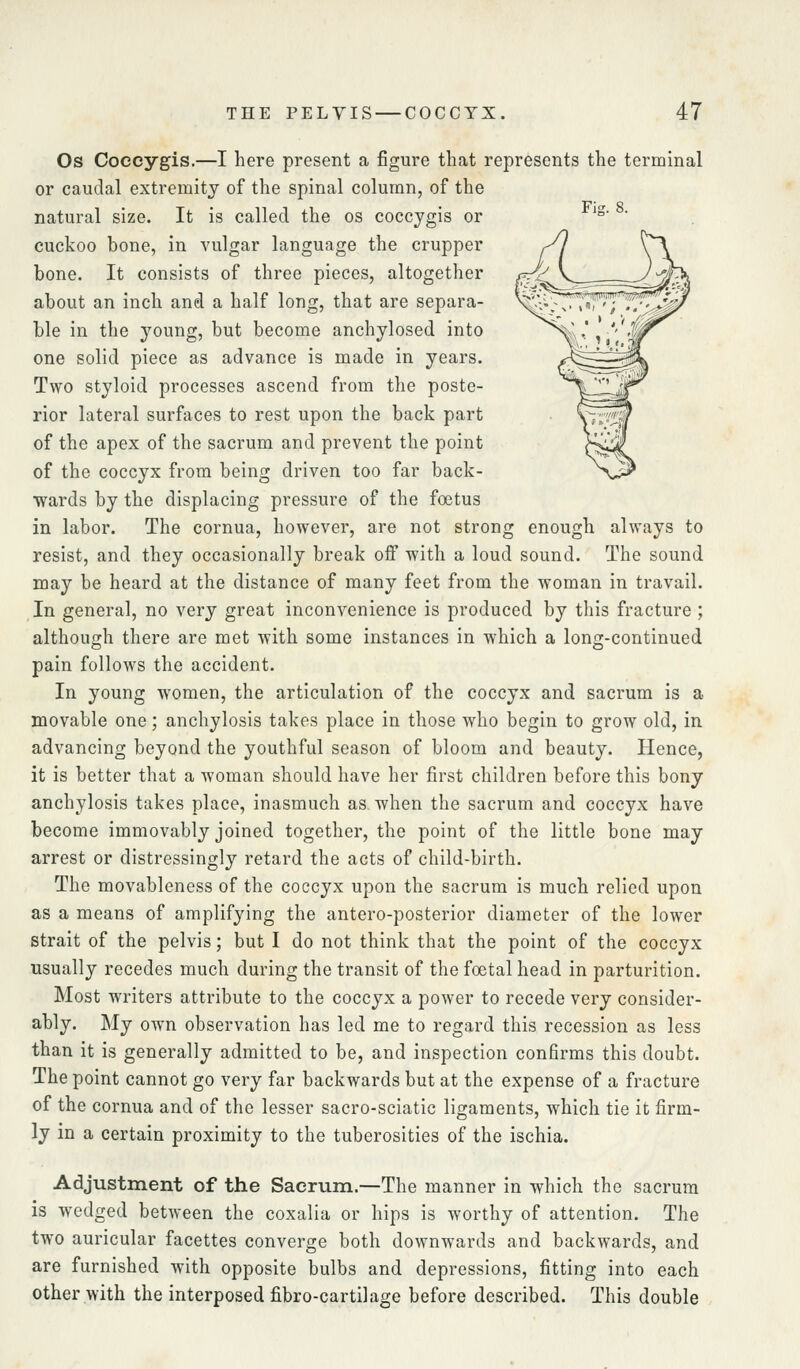 Os Coecygis,—I here present a figure that represents the terminal or caudal extremity of the spinal column, of the natural size. It is called the os coecygis or '^'  cuckoo bone, in vulgar language the crupper xy \^ bone. It consists of three pieces, altogether {f/^^^^\-—:====zJj^?^ about an inch and a half long, that are separa- ^^■vTn'f';^ff^^/ ble in the young, but become anchylosed into ^^\' i,''''w^ one solid piece as advance is made in years. z^^^^^k Two styloid processes ascend from the poste- ^\^^^Lm rior lateral surfaces to rest upon the back part ytij!!^ of the apex of the sacrum and prevent the point }>^^ of the coccyx from being driven too far back- N^ ■wards by the displacing pressure of the foetus in labor. The cornua, however, are not strong enough always to resist, and they occasionally break off with a loud sound. The sound may be heard at the distance of many feet from the woman in travail. In general, no very great inconvenience is produced by this fracture ; although there are met with some instances in which a long-continued pain follows the accident. In young women, the articulation of the coccyx and sacrum is a movable one; anchylosis takes place in those who begin to grow old, in advancing beyond the youthful season of bloom and beauty. Hence, it is better that a woman should have her first children before this bony anchylosis takes place, inasmuch as. when the sacrum and coccyx have become immovably joined together, the point of the little bone may arrest or distressingly retard the acts of child-birth. The movableness of the coccyx upon the sacrum is much relied upon as a means of amplifying the antero-posterior diameter of the lower strait of the pelvis; but I do not think that the point of the coccyx usually recedes much during the transit of the foetal head in parturition. Most writers attribute to the coccyx a power to recede very consider- ably. My own observation has led me to regard this recession as less than it is generally admitted to be, and inspection confirms this doubt. The point cannot go very far backwards but at the expense of a fracture of the cornua and of the lesser sacro-sciatic ligaments, which tie it firm- ly in a certain proximity to the tuberosities of the ischia. Adjustment of the Sacrum.—The manner in -which the sacrum is wedged between the coxalia or hips is worthy of attention. The two auricular facettes converge both downwards and backwards, and are furnished with opposite bulbs and depressions, fitting into each other with the interposed fibro-cartilage before described. This double