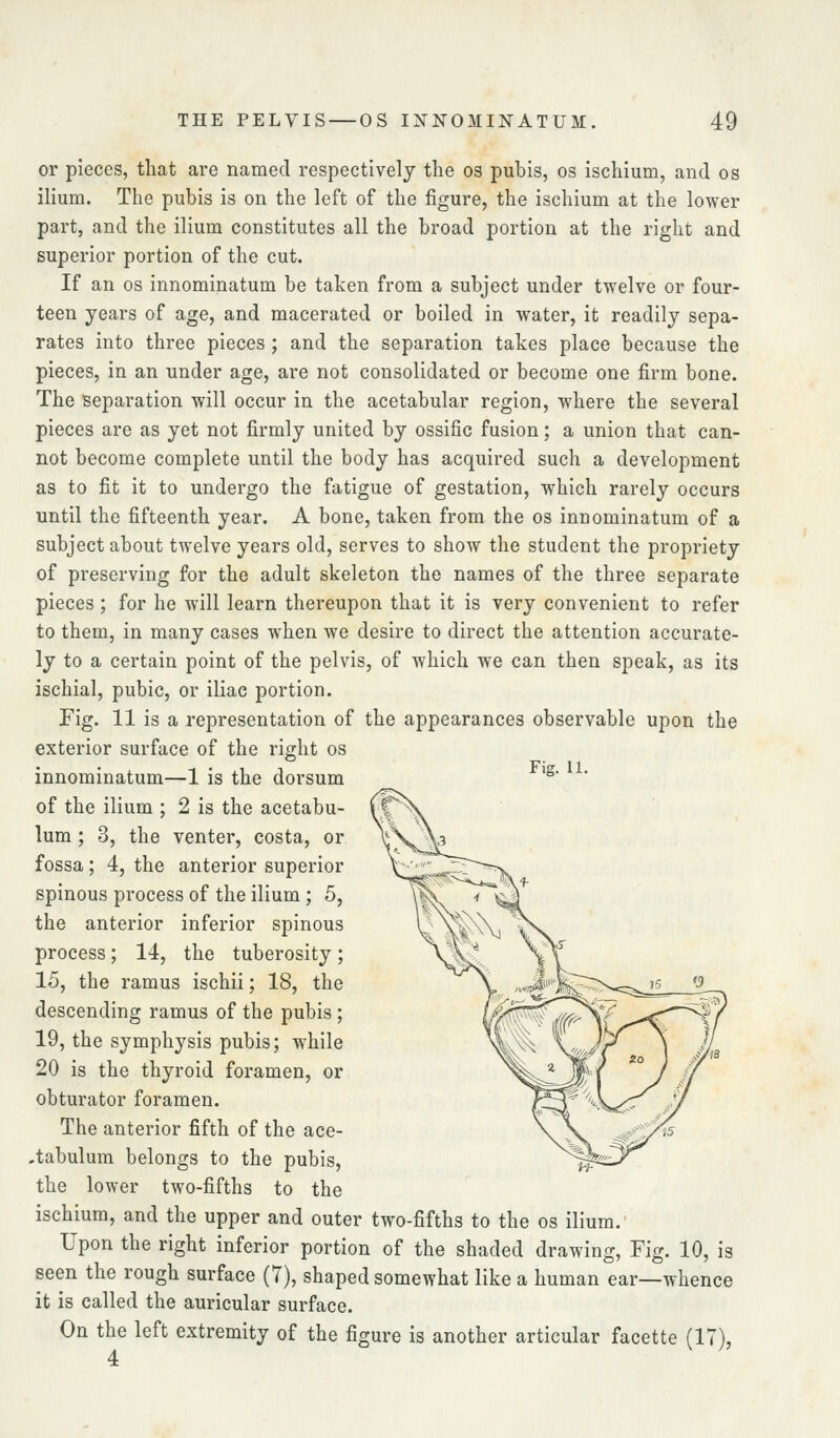 or pieces, that are named respectively the os pubis, os ischium, and os ilium. The pubis is on the left of the figure, the ischium at the lower part, and the ilium constitutes all the broad portion at the right and superior portion of the cut. If an OS innominatum be taken from a subject under twelve or four- teen years of age, and macerated or boiled in water, it readily sepa- rates into three pieces ; and the separation takes place because the pieces, in an under age, are not consolidated or become one firm bone. The separation will occur in the acetabular region, where the several pieces are as yet not firmly united by ossific fusion; a union that can- not become complete until the body has acquired such a development as to fit it to undergo the fatigue of gestation, which rarely occurs until the fifteenth year. A bone, taken from the os innominatum of a subject about twelve years old, serves to show the student the propriety of preserving for the adult skeleton the names of the three separate pieces; for he will learn thereupon that it is very convenient to refer to them, in many cases when we desire to direct the attention accurate- ly to a certain point of the pelvis, of which we can then speak, as its ischial, pubic, or iliac portion. Fig. 11 is a representation of the appearances observable upon the exterior surface of the right os Fio- 11 innominatum—1 is the dorsum ° ' of the ilium ; 2 is the acetabu- lum ; 3, the venter, costa, or fossa; 4, the anterior superior spinous process of the ilium; 5, the anterior inferior spinous process; 14, the tuberosity; 15, the ramus ischii; 18, the descending ramus of the pubis ; 19, the symphysis pubis; while 20 is the thyroid foramen, or obturator foramen. The anterior fifth of the ace- .tabulum belongs to the pubis, the lower two-fifths to the ischium, and the upper and outer two-fifths to the os ilium. Upon the right inferior portion of the shaded drawing, Fig. 10, is seen the rough surface (7), shaped somewhat like a human ear—whence it is called the auricular surface. On the left extremity of the figure is another articular facette (17), 4