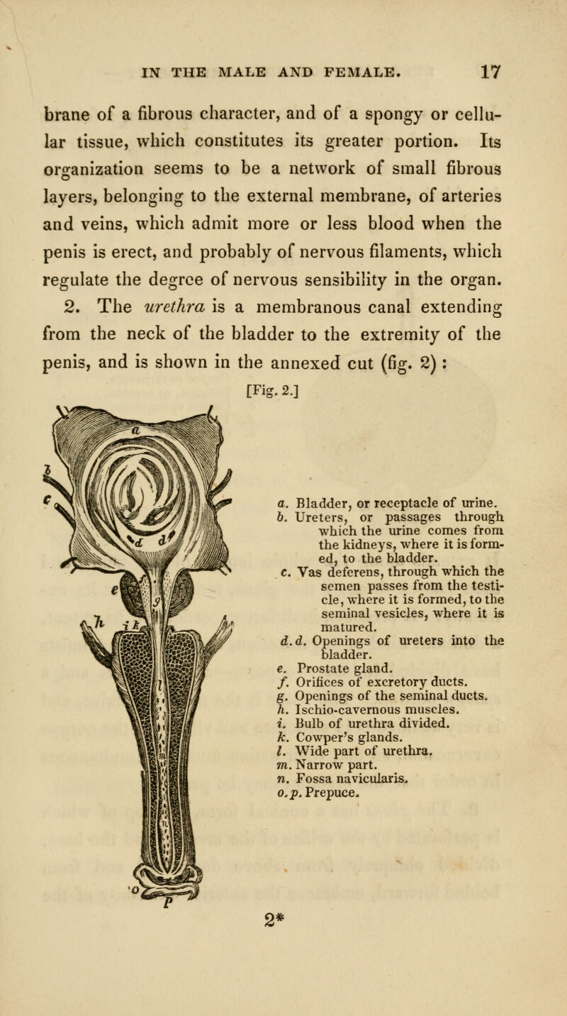 brane of a fibrous character, and of a spongy or cellu- lar tissue, which constitutes its greater portion. Its oriranization seems to be a network of small fibrous layers, belonging to the external membrane, of arteries and veins, which admit more or less blood when the penis is erect, and probably of nervous filaments, which regulate the degree of nervous sensibility in the organ. 2. The urethra is a membranous canal extending from the neck of the bladder to the extremity of the penis, and is shown in the annexed cut (fig. 2): [Fig. 2.] a. Bladder, or receptacle of urine. 6. Ureters, or passages through which the urine comes from the kidneys, where it is form- ed, to the bladder. c. Vas deferens, through which the semen passes from the testi- cle, where it is formed, to the seminal vesicles, where it is matured. d.d. Openings of ureters into the bladder. €. Prostate gland. /. Orifices of excretory ducts. g. Openings of the seminal ducts. h. Ischio-cavernous muscles. i. Bulb of urethra divided. k. Cowper's glands. ;. Wide part of urethra. m. Narrow part. n. Fossa navicularis, 0. p. Prepuce. 2*