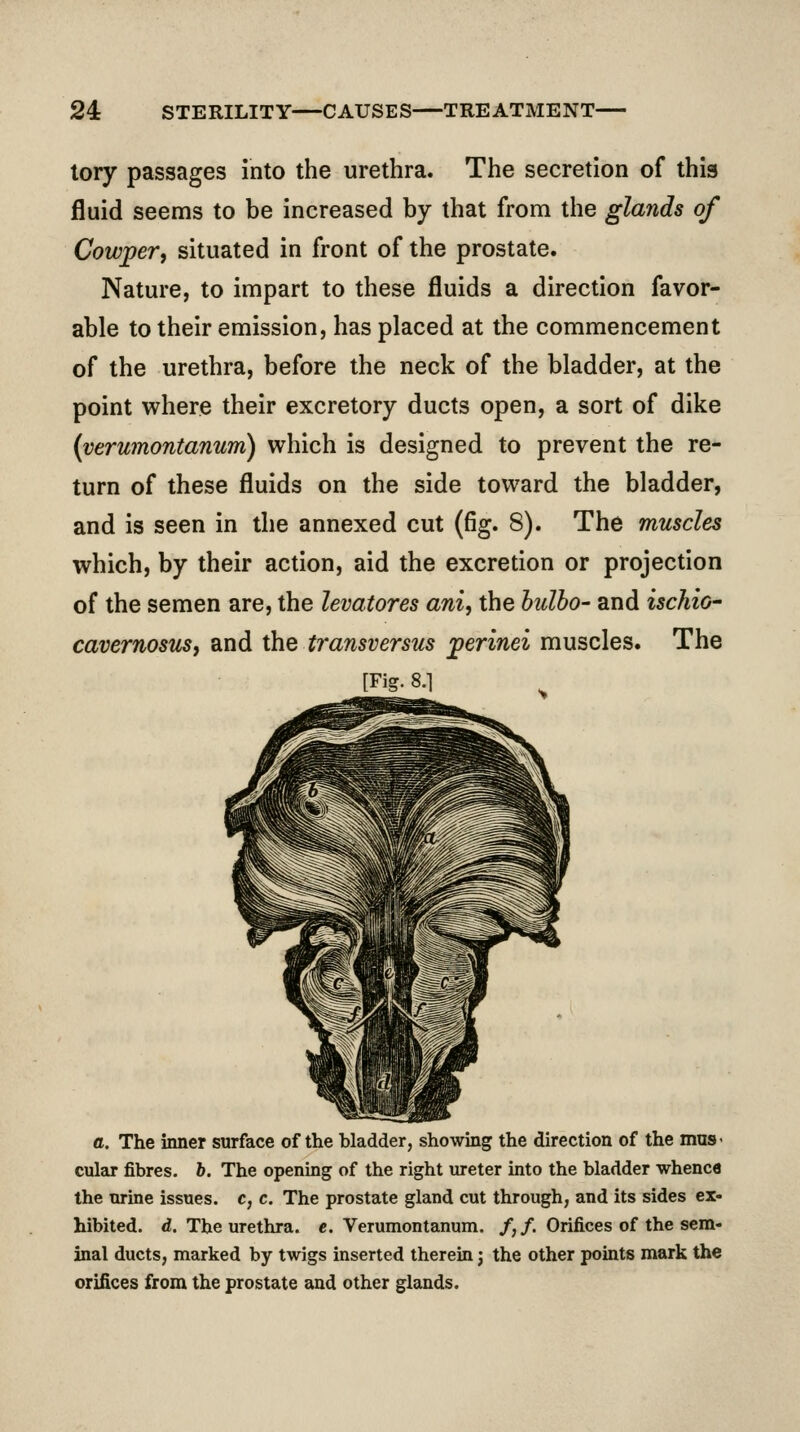 tory passages into the urethra. The secretion of this fluid seems to be increased by that from the glands of Cowper, situated in front of the prostate. Nature, to impart to these fluids a direction favor- able to their emission, has placed at the commencement of the urethra, before the neck of the bladder, at the point where their excretory ducts open, a sort of dike {verumontanum) which is designed to prevent the re- turn of these fluids on the side toward the bladder, and is seen in the annexed cut (fig. 8). The muscles which, by their action, aid the excretion or projection of the semen are, the levatores ani, the hulho- and ischio' cavernosusy and the transversus jperinei muscles. The [Fig. 8.] a. The inner surface of the bladder, showing the direction of the mus- cular fibres, b. The opening of the right ureter into the bladder whence the urine issues, c, c. The prostate gland cut through, and its sides ex- hibited, d. The urethra, c. Verumontanum. /,/. Orifices of the sem- inal ducts, marked by twigs inserted therein; the other points mark the orifices from the prostate and other glands.