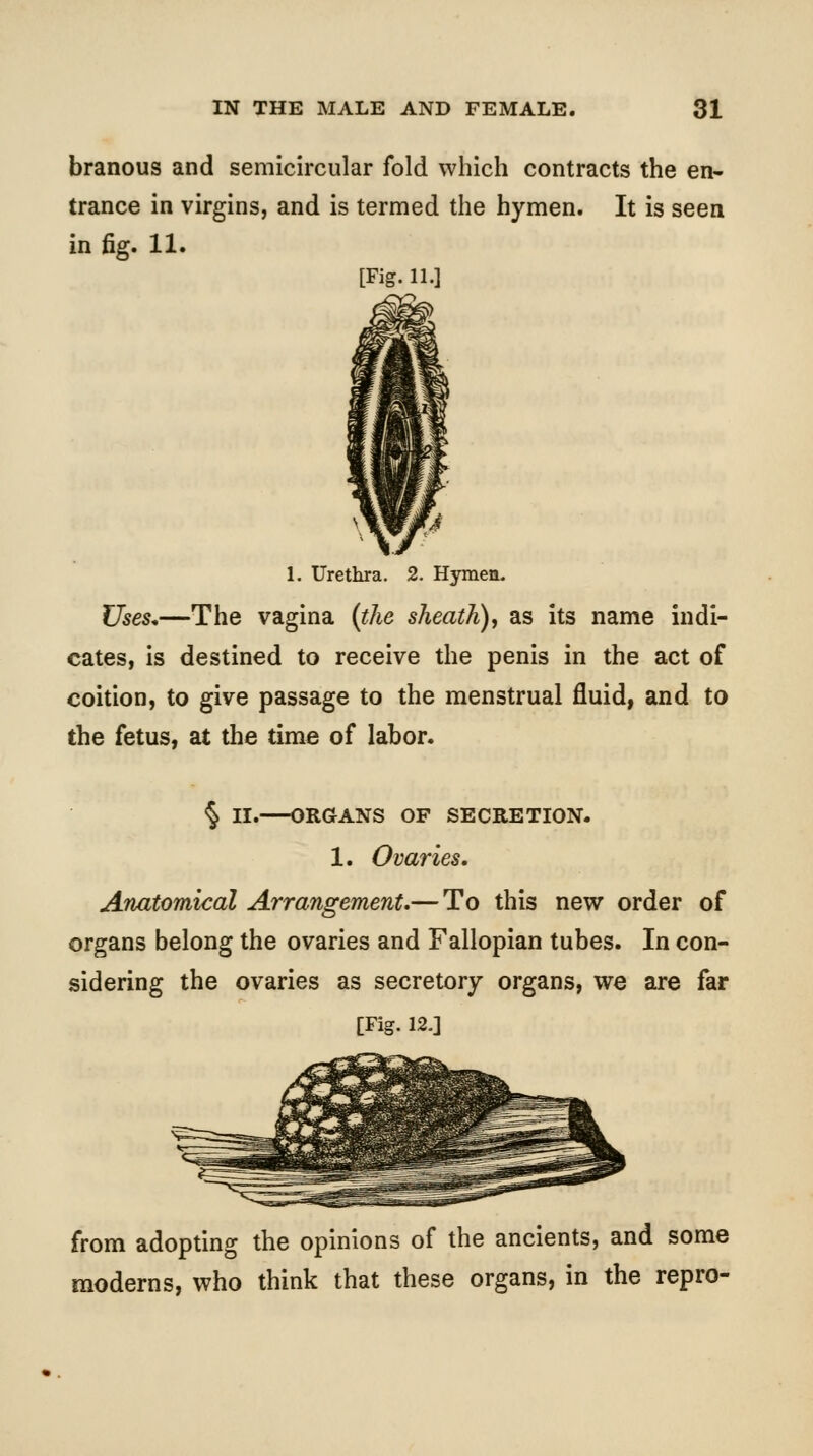 branous and semicircular fold which contracts the en- trance in virgins, and is termed the hymen. It is seen in fig. 11. [Fig. 11.] 1. Urethra, 2. Hymen. Uses.—The vagina {the sheath)^ as its name indi- cates, is destined to receive the penis in the act of coition, to give passage to the menstrual fluid, and to the fetus, at the time of labor. § II. ORGANS OF SECRETION. 1. Ovaries, Anatomical Arrangement,— To this new order of organs belong the ovaries and Fallopian tubes. In con- sidering the ovaries as secretory organs, we are far [Fig. 12.] from adopting the opinions of the ancients, and some moderns, who think that these organs, in the repro-