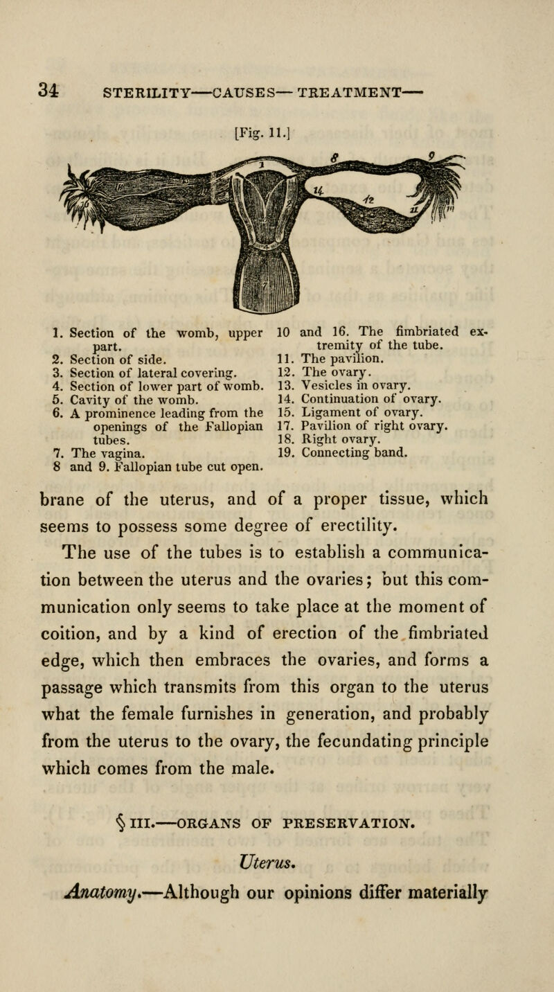 [Fig. 11.] 1. Section of the womb, upper part. 2. Section of side. 3. Section of lateral covering. 4. Section of lower part of womb. 5. Cavity of the womb. 6. A prominence leading from the openings of the Fallopian tubes. 7. The vagina. 8 and 9. Fallopian tube cut open. 10 and 16. The fimbriated ex- tremity of the tube. 11. The pavilion. 12. The ovary. 13. Vesicles in ovary. 14. Continuation of ovary. 15. Ligament of ovary. 17. Pavilion of right ovary. 18. Right ovary. 19. Connecting band. brane of the uterus, and of a proper tissue, which seems to possess some degree of erectility. The use of the tubes is to establish a communica- tion between the uterus and the ovaries; but this com- munication only seems to take place at the moment of coition, and by a kind of erection of the fimbriated edge, which then embraces the ovaries, and forms a passage which transmits from this organ to the uterus what the female furnishes in generation, and probably from the uterus to the ovary, the fecundating principle which comes from the male. ^III. ORGANS OF PRESERVATION. Uterus, Anatomy.—Although our opinions differ materially