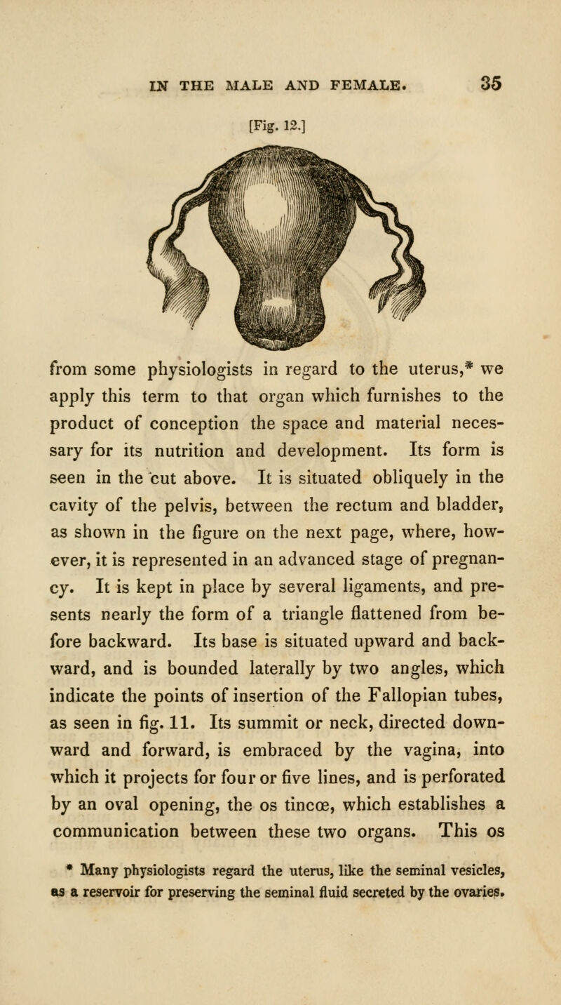 [Fig. 12.] from some physiologists in regard to the uterus,* we apply this term to that organ which furnishes to the product of conception the space and material neces- sary for its nutrition and development. Its form is seen in the cut above. It is situated obliquely in the cavity of the pelvis, between the rectum and bladder, as shown in the figure on the next page, where, how- ever, it is represented in an advanced stage of pregnan- cy. It is kept in place by several ligaments, and pre- sents nearly the form of a triangle flattened from be- fore backward. Its base is situated upward and back- ward, and is bounded laterally by two angles, which indicate the points of insertion of the Fallopian tubes, as seen in fig. 11. Its summit or neck, directed down- ward and forward, is embraced by the vagina, into which it projects for four or five lines, and is perforated by an oval opening, the os tincoe, which establishes a communication between these two organs. This os * Many physiologists regard the uterus, like the seminal vesicles, as a reservoir for preserving the seminal fluid secreted by the oveuries.