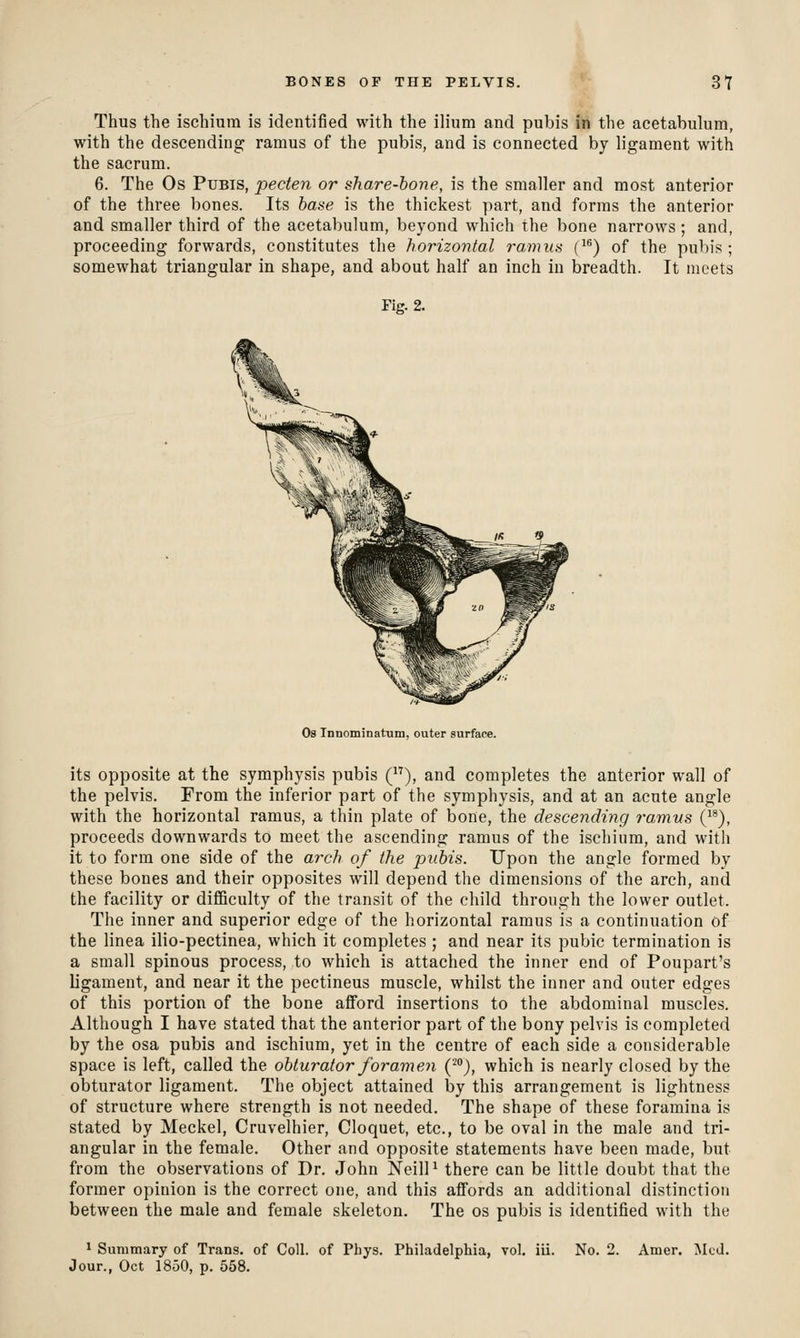 Thus the ischium is identified with the ilium and pubis fn the acetabulum, with the descending ramus of the pubis, and is connected by ligament with the sacrum. 6. The Os Pubis, pecten or share-bone, is the smaller and most anterior of the three bones. Its base is the thickest part, and forms the anterior and smaller third of the acetabulum, beyond which the bone narrows ; and, proceeding forwards, constitutes the horizontal ramus (^^) of the pubis; somewhat triangular in shape, and about half an inch iu breadth. It meets Fig. 2. Os Innominatum, outer surface. its opposite at the symphysis pubis (), and completes the anterior wall of the pelvis. From the inferior part of the symphysis, and at an acute angle with the horizontal ramus, a thin plate of bone, the descending ramvs ('*), proceeds downwards to meet the ascending ramus of the ischium, and with it to form one side of the arch of the pubis. Upon the angle formed by these bones and their opposites will depend the dimensions of the arch, and the facility or difficulty of the transit of the child through the lower outlet. The inner and superior edge of the horizontal ramus is a continuation of the linea ilio-pectinea, which it completes ; and near its pubic termination is a small spinous process, to which is attached the inner end of Poupart's ligament, and near it the peetineus muscle, whilst the inner and outer edges of this portion of the bone afford insertions to the abdominal muscles. Although I have stated that the anterior part of the bony pelvis is completed by the osa pubis and ischium, yet in the centre of each side a considerable space is left, called the obturator for am eji ('^j, which is nearly closed by the obturator ligament. The object attained by this arrangement is lightness of structure where strength is not needed. The shape of these foramina is stated by Meckel, Cruvelhier, Cloquet, etc., to be oval in the male and tri- angular in the female. Other and opposite statements have been made, but from the observations of Dr. John Neill ^ there can be little doubt that the former opinion is the correct one, and this affords an additional distinction between the male and female skeleton. The os pubis is identified with the 1 Summary of Trans, of Coll. of Phys. Philadelphia, vol, ill. No. 2. Amer. Mud. Jour., Oct 1850, p. 558.