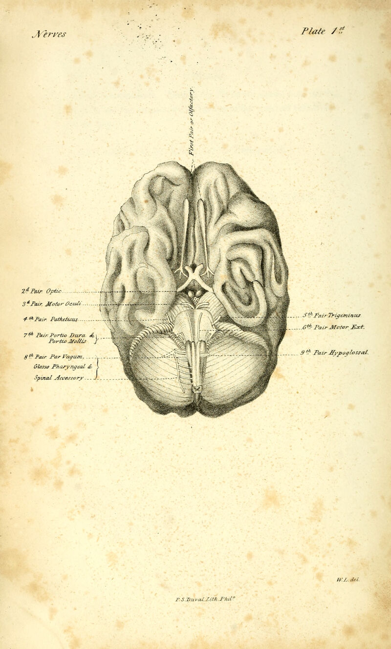 Ji^erves Plate /ff r err Z^Fair. Optic - 3^Fair. Motor Oczili:... ^'^Pa.ir. Paduitcus -- 7 ^ Piu/rPortio Dura A i Poy-tu) Mollis J 8 S* Faif Par Vayiim, - - - -v- &lessa Pharyngeal ^- ^ Spinal .Acces-s-ory /. . S^J'cdr7¥iffeinir^uS ..6*^ Fair Motor Bxt. 9 ^ Pair J[yj,o^lossal. H'.J,. df.L F. S .J)uval.Zith.FhiL°