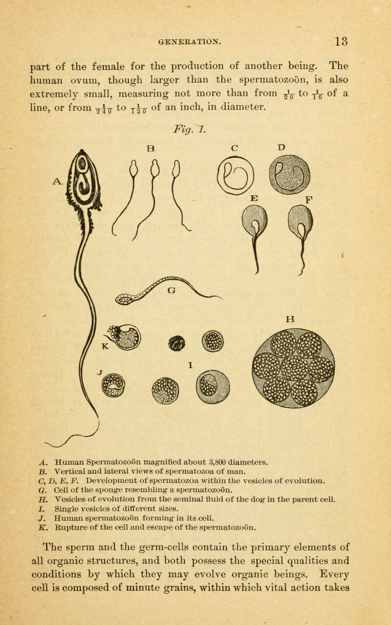 part of the female for the production of another being. The human ovum, though larger than the spermatozoon, is also extremely small, measuring not more than from ^l to j\ of a line, or from -^^q to jIq- of an inch, in diameter. Fig. 1. A. Human Spermatozoon magnified about 3,800 diameters. B. Vertical and lateral views of spermatozoa of man. €;, A -Bi -F. Development of spermatozoa within the vesicles of evolution. Ot. CeU of the sponge resembling a spermatozoon. fl. Vesicles of evolution from the seminal fluid of the dog in the parent cell. J. Single vesicles of different sizes. J. Human spermatozoon forming in its cell. K.. Rupture of the ceU and escape of the spermatozoon. The sperm and the germ-cells contain the primary elements of all organic structures, and both possess the special qualities and conditions by which they may evolve organic beings. Every cell is composed of minute grains, within which vital action takes