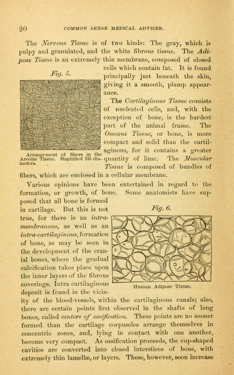 Fig. 5. The Nervous Tissue is of two kinds: The gray, which is pulpy and granulated, and the white fibrous tissue. The Adi- pose Tissue is an extremely thin membrane, composed of closed cells which contain fat. It is found ]>rincipally just beneath the skin, ;-;iving it a smooth, plump appear- ance. The Cartilaginous Tissue consists ll^ of nucleated cells, and, with the ^ exception of bone, is the hardest ^ part of the animal frame. The Osseous Tissue, or bone, is more compact and solid than the cartil- aginous, for it contains a greater The Muscular Anuu^tment ot fibers in the . . Areolar Tissue. Mag-nifled ia5 dia- quantity 01 lime, meters Tissue is composed of bundles of fibers, which are enclosed in a cellular membrane. Various opinions have been entertained in regard to the formation, or growth, of bone. Some anatomists have sup- posed that all bone is formed in cartilage. But this is not -^V- ^• true, for there is an intra- membranous, as well as an introrcartilaginous, formation of bone, as may be seen in the development of the cran- ial bones, where the gradual calcification takes place upon the inner layers of the fibrous coverings. Intra cartilaginous deposit is found in the vicin- ity of the blood-vessels, within the cartilaginous canals; also, there are certain points first observed in tlie shafts of long bones, called centers of ossijicatiofi. These points are no sooner formed than the cartilage corpuscles arrange themselves in concentric zones, and, lying in contact with one another, become very compact. As ossification proceeds, the cup-shaped cavities are converted into closed interstices of bone, with extremely thin lamellae, or layers. These, however, soon increase Human Adipose Tissue.