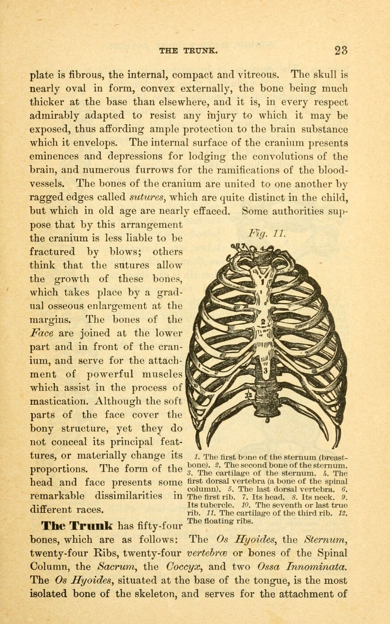 plate is fibrous, the internal, compact and vitreous. The skull is nearly oval in form, convex externally, the bone being much thicker at the base than elsewhere, and it is, in every respect admirably adapted to resist any injury to which it may be exposed, thus affording ample protection to the brain substance which it envelops. The internal surface of the cranium presents eminences and depressions for lodging the convolutions of the brain, and numerous furrows for the ramifications of the blood- vessels. The bones of the cranium are united to one another by ragged edges called sutures^ which are quite distinct in the child, but which in old age are nearly effaced. Some authorities sup- pose that by this arrangement the cranium is less liable to be fractured by blows; others think that the sutures allow the growth of these bones, which takes place by a grad- ual osseous enlargement at the margins. The bones of the Face are joined at the lower part and in front of the cran- ium, and serve for the attach- ment of powerful muscles which assist in the process of mastication. Although the soft parts of the face cover the bony structure, yet they do not conceal its principal feat- tures, or materially change its proportions head and face presents some first dorsal vertebra (a bone of the spinal ..... . column). 5. The last dorsal vertebra. 6. remarkable dissimilarities in The first rib. 7. its head. s. its neck. 9. rli-ff 4- -.nnaa Its tubcrclc. 10. The scvcnth OF last truB ainerenr laces. j.jl3 ii. The cartilage of the third rib. IZ. The Trunk has fifty-four ^^ ^°°^ ''''• bones, which are as follows: The Os Hyoides^ the Sternum, twenty-four Ribs, twenty-four vertehrce or bones of the Spinal Column, the Sacrum, the Coccyx, and two Ossa Innominata. The Os Hyoides, situated at the base of the tongue, is the most isolated bone of the skeleton, and serves for the attachment of The fii-st bone of the sternum (breast- TIio friTm r\^ tlio bone). 2. The second bonc of the stemum. j-iie loim oi iiie ^ rpj^g cartilage of the sternum. U. The