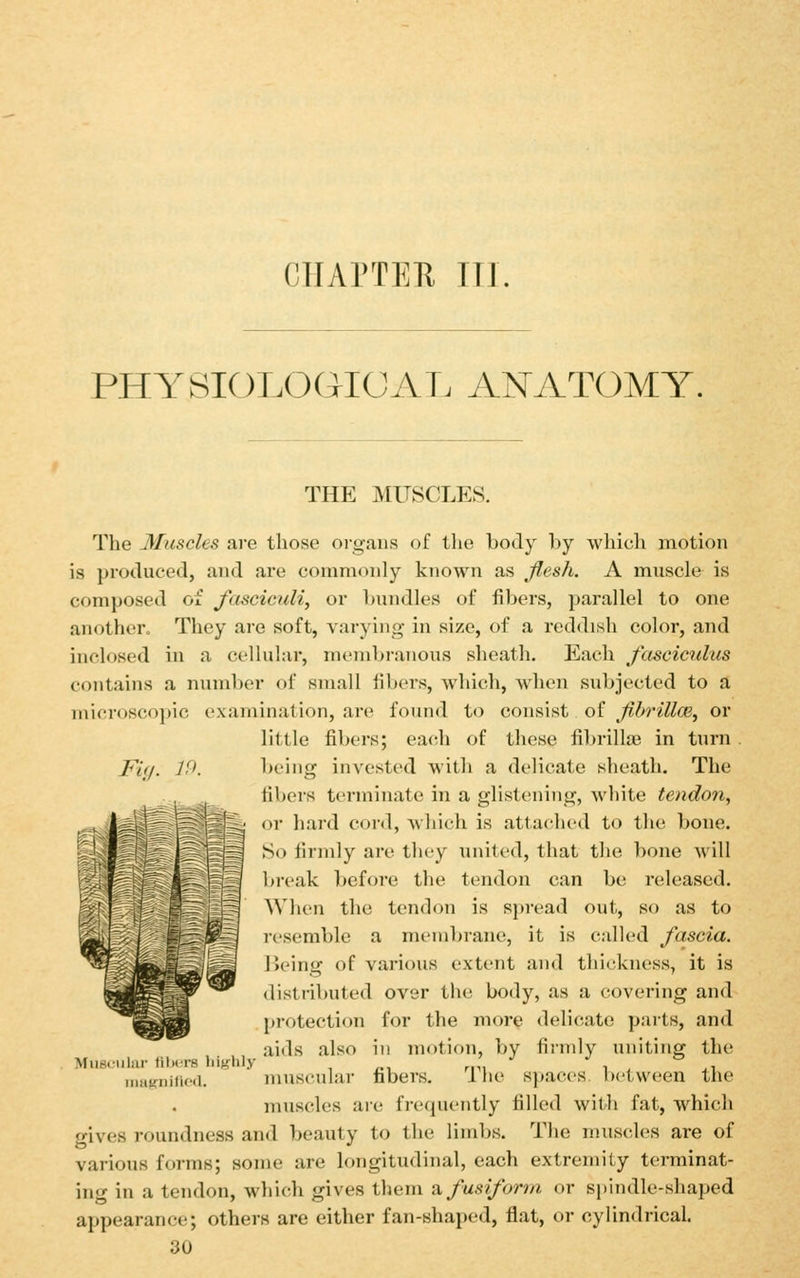 CIIAPTEU TTl. PHYSIOLOGIC AT. ANATOMY. THE MUSCLES. The Muscles are those organs of tlie body l)y wliicli motion is produced, and are commonly known as flesh. A mixscle is composed of fasciculi^ or Lnndles of fibers, parallel to one another. They are soft, varying in size, of a redcbsh color, and inclosed in a cellular, mcmbi-anous sheath. Each fascicrdus contains a number of small libers, which, w^hen subjected to a microscopic examination, are found to consist of fihrillm^ or little fibers; each of these fibrillte in turn being invested with a delicate sheath. The libers terminate in a glistening, white tendon, or hard cord, which is attached to the bone. So firmly ai'e they united, that the bone will break before the tendon can be released. AVhen the tendon is spread out, so as to resemble a membrane, it is called fascia. IJeing of various extent and thit;kness, it is distributed over the body, as a covering and protection for the more delicate parts, and aids also in motion, by firmly uniting the MiimMilar fibers hig:hly ri'i i . .i iimKnificd. muscular fibers. Ihe sjtaccs between the muscles are frequently filled with fat, which frives roundness and beauty to the limbs. The muscles are of various forms; some are longitudinal, each extremity terminat- ing in a tendon, which gives them 2. fusiform or spindle-shaped appearance; others are either fan-shaped, flat, or cylindrical.