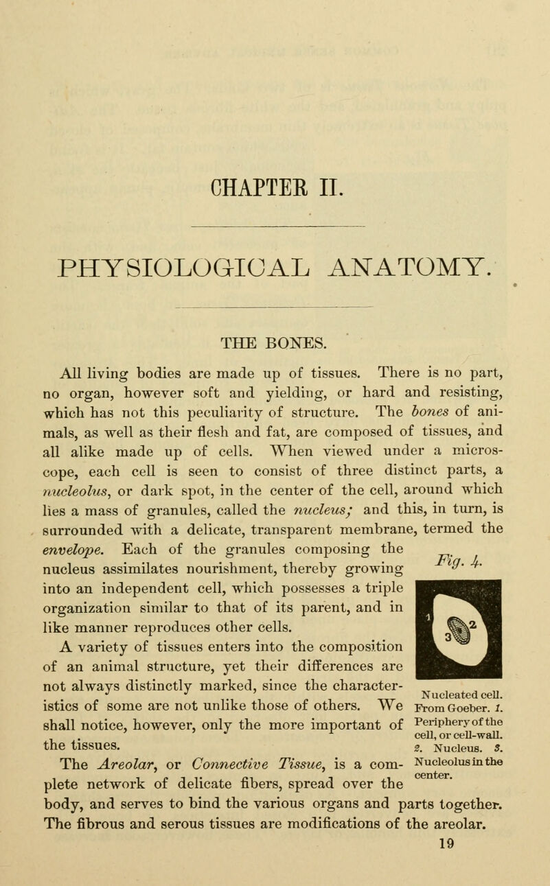 CHAPTEE 11. PHYSIOLOGICAL ANATOMY. THE BONES. All living bodies are made up of tissues. There is no part, no organ, however soft and yielding, or hard and resisting, which has not this peculiarity of structure. The bones of ani- mals, as well as their flesh and fat, are composed of tissues, and all alike made up of cells. When viewed under a micros- cope, each cell is seen to consist of three distinct parts, a nucleolus, or dark spot, in the center of the cell, around which lies a mass of granules, called the nucleus; and this, in tiirn, is surrounded with a delicate, transparent membrane, termed the envelope. Each of the granules composing the nucleus assimilates nourishment, thereby growing ^' *' into an independent cell, which possesses a triple organization similar to that of its parent, and in like manner reproduces other cells. A variety of tissues enters into the composition of an animal structure, yet their differences are not always distinctly marked, since the character- *' ., PI -nr Nucleated cell, istics of some are not unlike those of others. We lYomGoeber. i. shall notice, however, only the more important of Periphery of the . ' > J r cell,orceU-waU. the tissues. 2. Nucleus. 5. The Areolar, or Connective Tissue, is a com- Nucleolus in the plete network of delicate fibers, spread over the body, and serves to bind the various organs and parts together. The fibrous and serous tissues are modifications of the areolar.