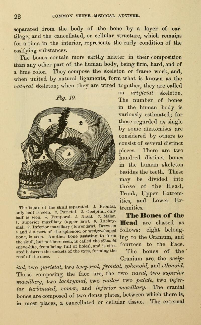 separated from the body of the bone by a layer of car- tilage, and the cancellated, or cellular structure, which remaipa for a time in the interior, represents the early condition of the ossifying substances. The bones contain more earthy matter in their composition than any other part of the human body, being firm, hard, and of a lime color. They compose the skeleton or frame work, and, when united by natural ligaments, form what is known as the natural skeleton; when they are wired together, they are called an artificial skeleton. Mg. 10. The niimber of bones in the human body is variously estimated; for those regarded as single by some anatomists are considered by others to consist of several distinct pieces. There are two hundred distinct bones in the human skeleton besides the teeth. These may be divided into those of the Head, Trunk, Upper Extrem- ities, and Lower Ex- tremities. The Bones of the Head are classed as The bones of the skull separated. 1. Frontal, only half is seen. 2. Parietal. 3. Occipital, only half is seen. 4. Temporal. 5. Nasal. 6. Malar. 7. Superior maxillary (upper jaw). 8. Lachry- mal. 9. Inferior maxillary (lower jaw). Between • i * u i 4 and 6 a part of the sphenoid or wedge-shaped tollOWS: eight belong- bone, is seen. Another bone assisting to form j^g ^^ ^j^g Cranium, and the skull, but not here seen, is called the etTimoid „ 4. +v ■i?„„« (sieve-Uke, from being fuU of holes), and is situ- fourteen to the Face. ated between the sockets of the eyes, forming the The boneS of the roof of the nose. Cranium are the occ^?)- ital^ two parietal, two temporal, frontal, sphenoid, and ethmoid. Those composing the face are, the two yiasal, two superior maxillary, two lachrymal, two malar two palate, two infer- ior turbinated, vomer, and inferior maxillary. The cranial bones are composed of two dense plates, between which there is, im most places, a cancellated or cellular tissue. The external