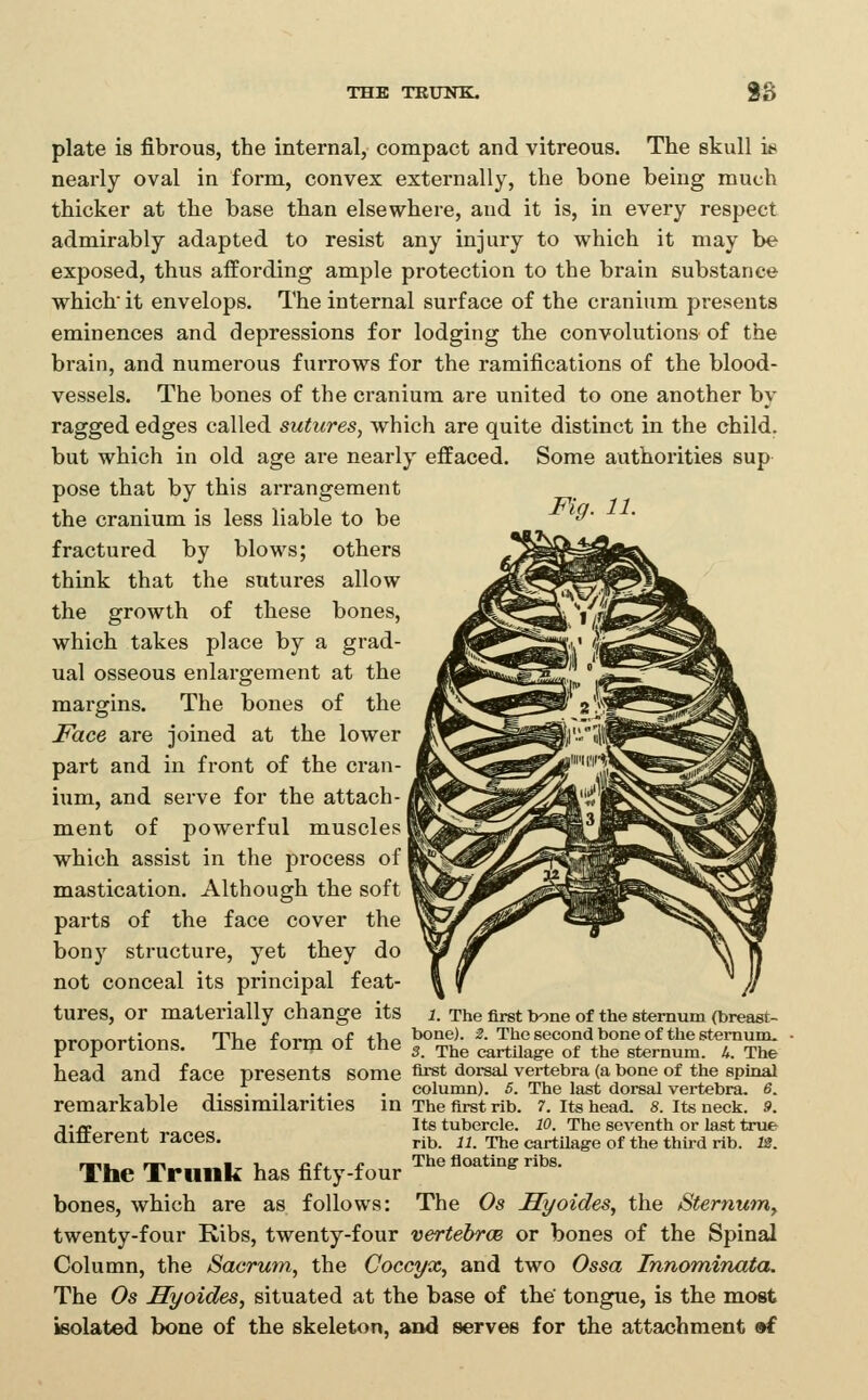 THB TRUNK. 8S plate is fibrous, the internal, compact and vitreous. The skull is nearly oval in form, convex externally, the bone being much thicker at the base than elsewhere, and it is, in every respect admirably adapted to resist any injury to which it may be exposed, thus affording ample protection to the brain substance which it envelops. The internal surface of the cranium presents eminences and depressions for lodging the convolutions of the brain, and numerous furrows for the ramifications of the blood- vessels. The bones of the cranium are united to one another by ragged edges called sutures, which are quite distinct in the child, but which in old age are nearly effaced. Some authorities sup pose that by this arrangement the cranium is less liable to be fractured by blows; others think that the sutures allow the growth of these bones, which takes place by a grad- ual osseous enlargement at the margins. The bones of the Face are joined at the lower part and in front of the cran- ium, and serve for the attach- ment of powerful muscles I ■which assist in the process of I mastication. Although the soft parts of the face cover the bony structure, yet they do not conceal its principal feat- tures, or materially change its J. The first bone of the stemum (breast- nrnnortinTi'5 Thp form of thp ^°®^- ^- The second bone of the sternum, proportions. -ine lorm or tne 3 r^^^ cartUag-e of the sternum. L The head and face presents some firs* dorsal vertebra (a bone of the spinal .... . column). 5. The last dorsal vei-tebra. 6. remarkable dissimilarities in The first rib. 7. its head. s. its neck. 9. ■i-rp , Its tubercle. 10. The seventh or last true amereni races. rilj j^ rj^g cartilage of the third rib. IS. The Trunk has fifty-four Tbe floating ribs. bones, which are as follows: The Os Syoicles, the Stemumy twenty-four Kibs, twenty-four vertehrce or bones of the Spinal Column, the Sacrum, the Coccyx, and two Ossa Tnnominata. The Os Syoides, situated at the base of the' tongue, is the most isolated bone of the skeleton, and serves for the attachment »f