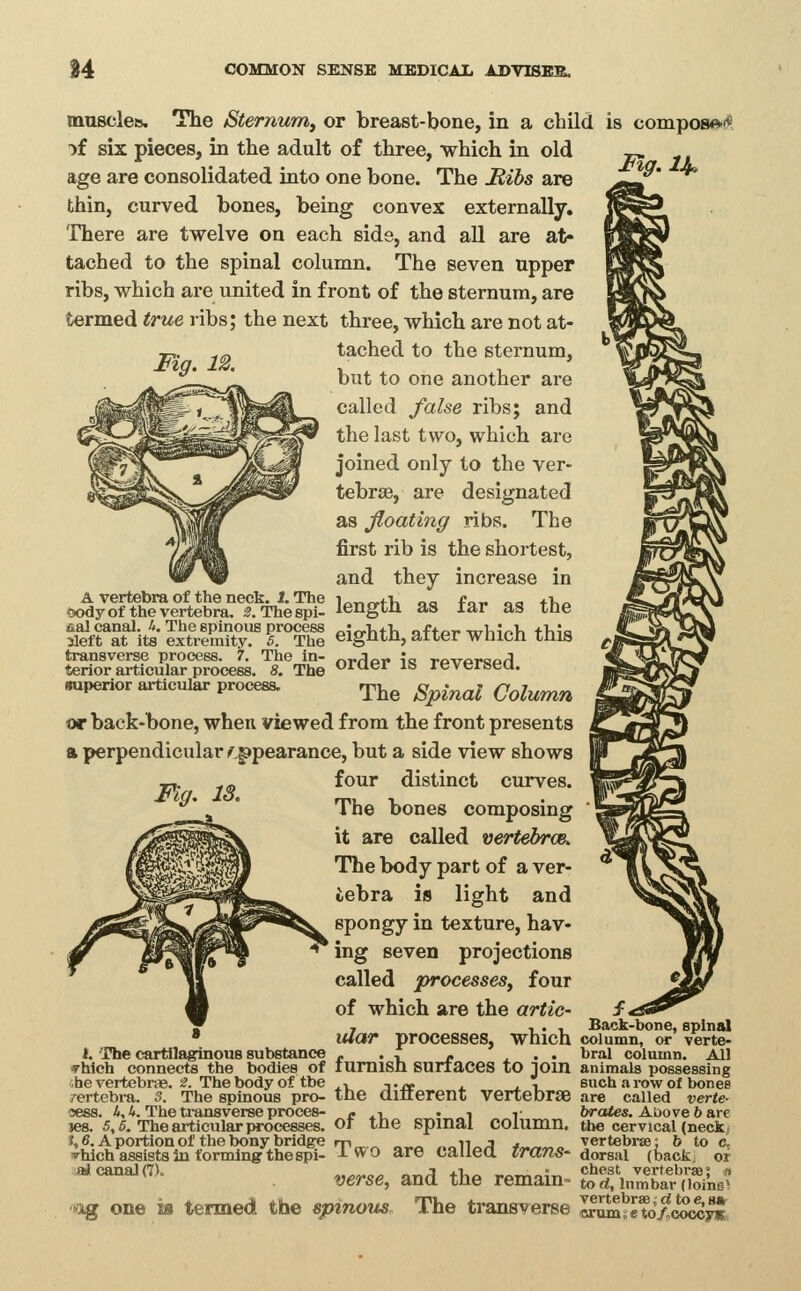 Mg.lJ^ Fig. 12. masclea. The Sternum^ or breast-bone, in a child is compose-i^ ^f six pieces, in the adult of three, which in old age are consolidated into one bone. The JRibs are thin, curved bones, being convex externally. There are twelve on each side, and all are at- tached to the spinal column. The seven upper ribs, which are united in front of the sternum, are termed true ribs; the next three, which are not at- tached to the sternum, but to one another are called false ribs; and the last two, which are joined only to the ver- tebrae, are designated as floating ribs. The first rib is the shortest, and they increase in A vertebra of the neck. i. The i^„~f-K „„ r„„ „- +i,^ <x>dy of the vertebra. 2. Thespi- lengtn as lar as tne titKt^it^-l'xfrSr r^hl eighth, after which this transverse process. 7. The in- csr(\(^v i<? rpvpr<5Pfl terior articular process, s. The *^ruer ifc> reversed, superior aiticular process. rpj^^ g^^^^^ Column or back-bone, when viewed from the front presents a perpendicular ^^ppearance, but a side view shows four distinct curves. The bones composing it are called vertehrce. The body part of a ver- tebra is light and spongy in texture, hav- ing seven projections called processes^ four of which are the artic- . ... Back-bone, spinal mar processes, which column, or verte- i. The cartilaginous substance , • v _i? ^ • • ^r^' column. All yhlch connects the bodies of lumisn SUriaces tO lom animals possessing ;he vertebrae. 2. The body of the ,, -..pc . _, i such a row of bones rertebra. 3. The spinous pro- tne Clllierent Vertebrae are called verte- les. 5,5. The articular processes, or ine spmai column, the cervical (neck < 1,6. A portion of the bony bridge rp„_ „_. ,,a^^aA tn.r,^r, vertebi-ss: 6 to c. nrhich assists in to rmlngr the spi- J-wo are caiiea f/^CtTZS- dorsal (back; of ifli canal(7K ».^^„^ „.,;! +u« ^^,^„J„ chest vertebrae; -a verse, and the remam- tod,inmbar(ioine> xig one is termed the spinous The transverse ^^^^,l^otaowrL d^