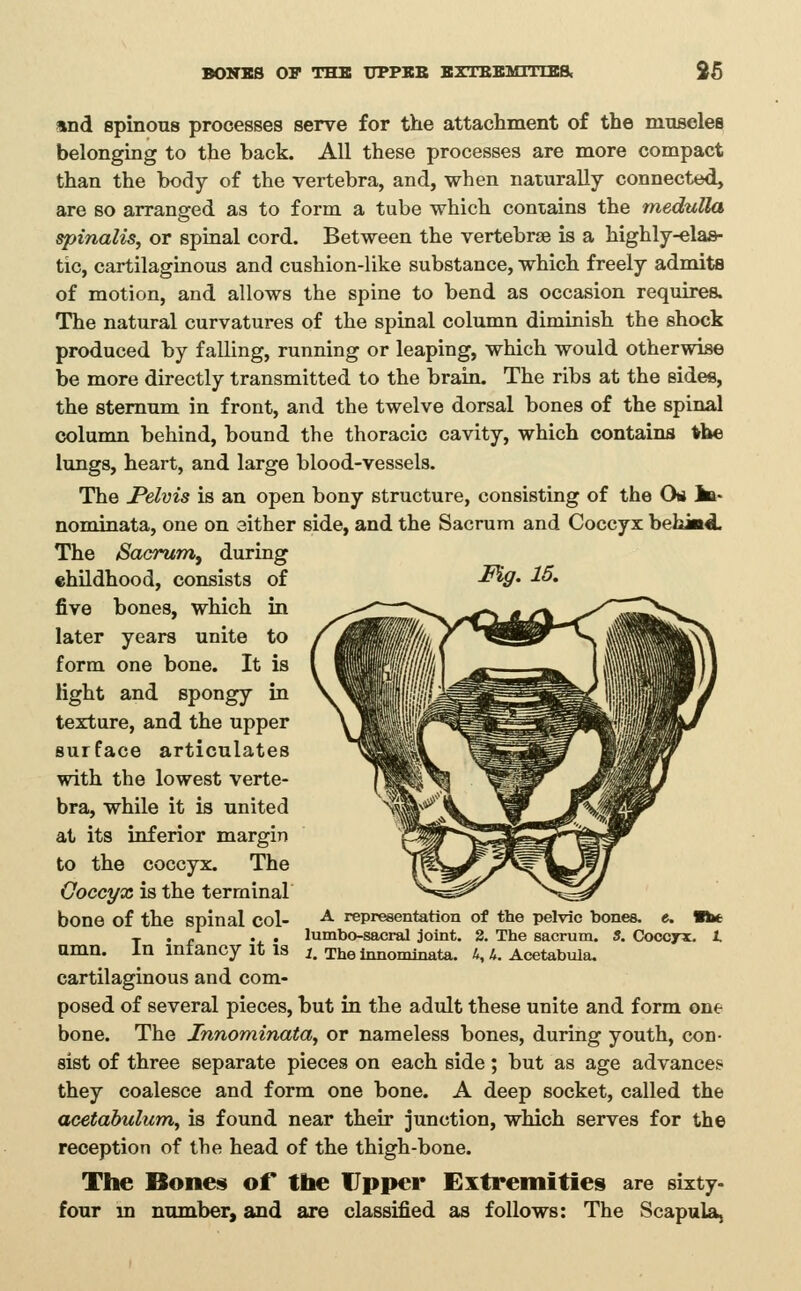 BOKKS OP THB XJPPKE BXTBBMlTlKa U and spinous processes serve for the attachment of the muscles belonging to the hack. All these processes are more compact than the body of the vertebra, and, when naturally connected, are so arranged as to form a tube which contains the medulla spinalis, or spinal cord. Between the vertebrae is a highly-elas- tic, cartilaginous and cushion-like substance, which freely admits of motion, and allows the spine to bend as occasion requires. The natural curvatures of the spinal column diminish the shock produced by falling, running or leaping, which would otherwise be more directly transmitted to the brain. The ribs at the sides, the sternum in front, and the twelve dorsal bones of the spinal colunan behind, bound the thoracic cavity, which contains the lungs, heart, and large blood-vessels. The Pelvis is an open bony structure, consisting of the On ia- nominata, one on either side, and the Sacrum and Coccyx bebiti The Sacrum^ during childhood, consists of -^'V* ^^' five bones, which in later years unite to form one bone. It is light and spongy in texture, and the upper surface articulates with the lowest verte- bra, while it is united at its inferior margin to the coccyx. The Goccyx is the terminal bone of the spinal col- umn. In infancy it is cartilaginous and com- posed of several pieces, but in the adult these unite and form one bone. The Innominata, or nameless bones, during youth, con- sist of three separate pieces on each side; but as age advances they coalesce and form one bone. A deep socket, called the acetabulum^ is found near their junction, which serves for the reception of the head of the thigh-bone. The Bone!§ of the Upper Extremities are sixty- four in niuuber, and are classified as follows: The Scapula, A representation of the pelvic bones, e. Bhe lumbo-sacral joint. 2. The sacrum. S. Coccyx. 1