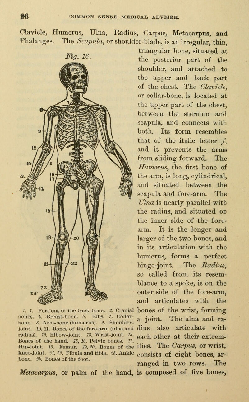 Clavicle, Humerus, Ulna, Radius, Carpus, Metacarpus, and Phalanges. The Scapula^ or shoulder-blade, is an irregular, thin, triangular bone, situated at ^° ■ the posterior part of the shoulder, and attached to the upper and back part of the chest. The Clavicle, or collar-bone, is located at ihe upper part of the chest, between the sternum and scapula, and connects with both. Its form resembles that of the italic letter /\ and it prevents the arms from sliding forward. The Humerus, the first bone of the arm, is long, cylindrical, and situated between the scapula and fore-arm. The Ulna is nearly parallel with the radius, and situated on the inner side of the fore- arm. It is the longer and larger of the two bones, and in its articulation with the humerus, forms a perfect hinge-joint. The Hadius, so called from its resem- blance to a spoke, is on the outer side of the fore-arm, and articulates with the i. L Portions of the back-bone. 2. Cranial boneS of the wrist, forming oones. 4 Breast-bone. 6. Ribs ^ CoUar- .^ • -^^^^ The ulna and ra- bone. 8. Arm-bone (humerus). 9. Shoulder- •> joint. 10, 11. Bones of the fore-arm (ulna and dius also articulate with radius). 12. Elbow-joint. 13. Wrist-joint. IL ^^^^ ^^j^gj, ^^ ^j^^jj. gxtrem- Bones of the hand. 15,16. Pelvic bones. 17. _ , Hip-joint. 18. Femur. 19, W. Bones of the ities. The CarpuS, or wnst, knee-joint. U, S2. Fibula and tibia. 23. Ankle consists of eight bones, ar- bone. 2k. Bones of the foot. . . ™ ranged m two rows, ine Metacarpus, or palm of the hand, is composed of five bones,