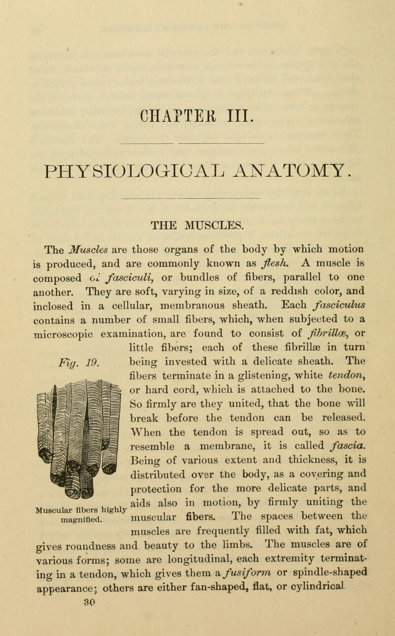 CHAPTEK III. PHYSIOLOQICAL ANATOMY Fig. 19. THE MUSCLES. The Muscles are those organs of the body by which motion is produced, and are commonly known as flesh. A muscle is composed oi fasciculi, or bundles of fibers, parallel to one another. They are soft, varying in size, of a reddish color, and inclosed in a cellular, membranous sheath. Each fasciculus contains a number of small fibers, which, when subjected to a microscopic examination, are found to consist of fihriUm, or little fibers; each of these fibrillse in turn being invested with a delicate sheath. The fibers terminate in a glistening, white tendon, or hard cord, which is attached to the bone. So firmly are they united, that the bone wdll break before the tendon can be released. When the tendon is spread out, so as to resemble a membrane, it is called fascia. Being of various extent and thickness, it is distributed over the body, as a covering and protection for the more delicate parts, and aids also in motion, by firmly uniting the Muscular fibers highly , «, mi v 4. 4.1, magnified. muscular fibers. The spaces between the muscles are frequently filled with fat, which gives roundness and beauty to the limbs. The muscles are of various forms; some are longitudinal, each extremity terminat- ing in a tendon, which gives them z. fusiform or spindle-shaped appearance; others are either fan-shaped, flat, or cylindrical