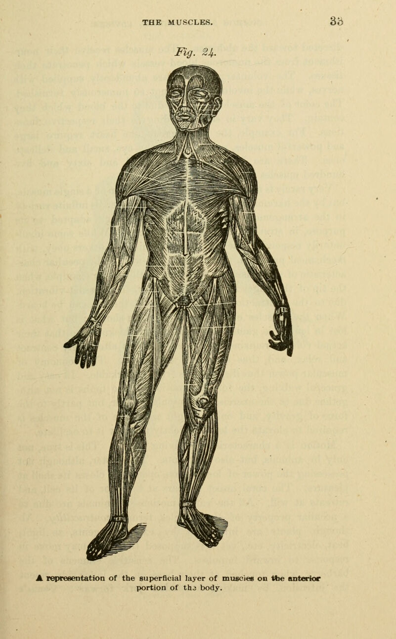 3b Fig. 2U. A refweeentatiOQ of the superficial layer of miucies on ttie anterior portion of th3 body.