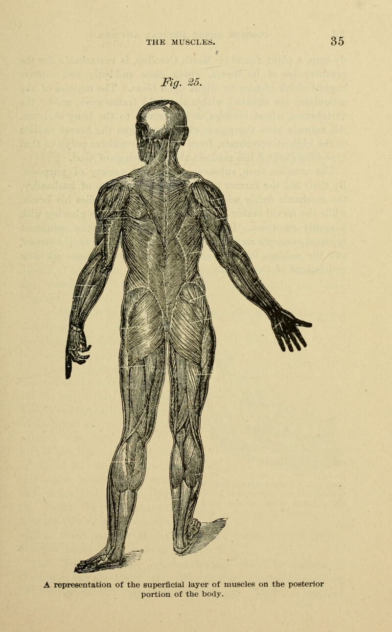 Fig. 25. A representation of the superficial layer of muscles on the posterior portion of the body.