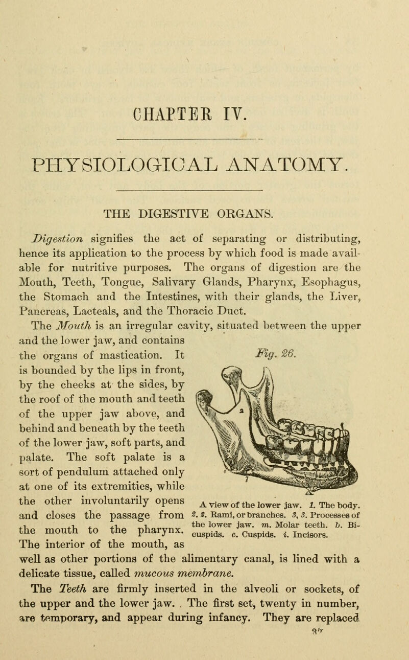 CHAPTEE IV. PHYSIOLOGICAL ANATOMY. THE DIGESTIVE ORGANS. Digestion signifies the act of separating or distributing, hence its application to the process by which food is made avail- able for nutritive purposes. The organs of digestion are the Mouth, Teeth, Tongue, Salivary Glands, Pharynx, Esophagus, the Stomach and the Intestines, with their glands, the Liver, Pancreas, Lacteals, and the Thoracic Duct. The Mouth is an irregular cavity, situated between the upper and the lower jaw, and contains the organs of mastication. It Fig. 26, is bounded by the lips in front, by the cheeks at the sides, by the roof of the mouth and teeth of the upper jaw above, and behind and beneath by the teeth of the lower jaw, soft parts, and palate. The soft palate is a sort of pendulum attached only at one of its extremities, while the other involuntarily opens and closes the passage from the mouth to the pharynx. The interior of the mouth, as well as other portions of the alimentary canal, is lined with a delicate tissue, called mucous metnbrane. The Teeth are firmly inserted in the alveoli or sockets, of the upper and the lower jaw. , The first set, twenty in number, are temporary, and appear during infancy. They are replaced ST A View of the lower jaw. 1. The body. 2. s. Rami, or branches. 3, s. Processes of the lower jaw. m. Molar teeth, h. Bi- cuspids, c. Cuspids, i. Incisors.