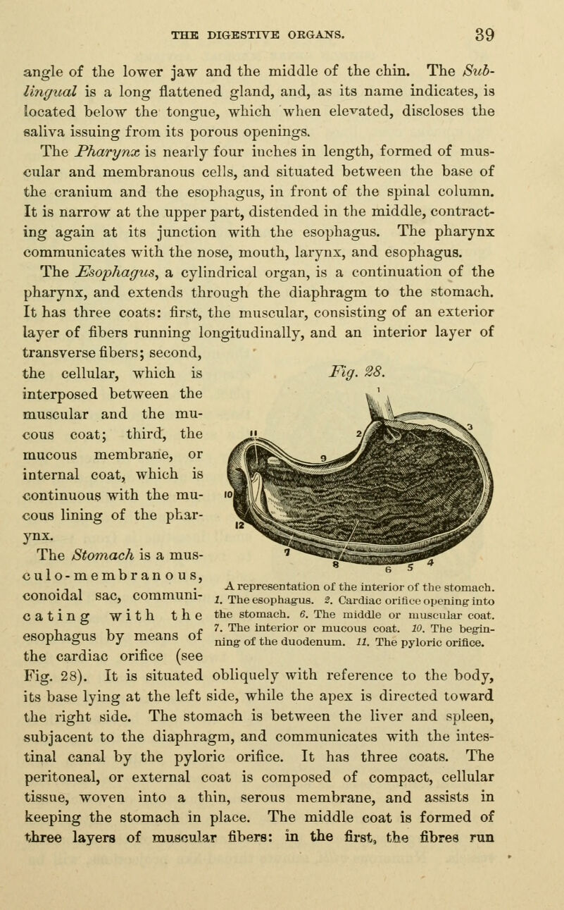 angle of the lower jaw and the middle of the chin. The Siib- lingual is a long flattened gland, and, as its name indicates, is located below the tongue, which when elevated, discloses the saliva issuing from its porous openings. The Pharynx is nearly four inches in length, formed of mus- cular and membranous cells, and situated between the base of the cranium and the esophagus, in front of the spinal column. It is narrow at the upper part, distended in the middle, contract- ing again at its junction with the esophagus. The pharynx communicates with the nose, mouth, larynx, and esophagus. The Esophagus^ a cylindrical organ, is a continuation of the pharynx, and extends through the diaphragm to the stomach. It has three coats: first, the muscular, consisting of an exterior layer of fibers running longitudinally, and an interior layer of transverse fibers; second, the cellular, which is Fig. ^8. interposed between the muscular and the mu- cous coat; third, the mucous membrane, or internal coat, which is continuous with the mu- cous lining of the phar- ynx. The Stomach is a mus- culo-membranous, conoidal sac, coramuni- cating with the esophagus by means of the cardiac orifice (see Fig. 28). It is situated obliquely with reference to the body, its base lying at the left side, while the apex is directed toward the right side. The stomach is between the liver and spleen, subjacent to the diaphragm, and communicates with the intes- tinal canal by the pyloric orifice. It has three coats. The peritoneal, or external coat is composed of compact, cellular tissue, woven into a thin, serous membrane, and assists in keeping the stomach in place. The middle coat is formed of three layers of muscular fibers: in the first, the fibres run A representation of the interior of the stomach. 1. The esophagus. 2. Cardiac orifice opening into the stomach. 6. The middle or muscular coat. 7. The interior or mucous coat. 10. The begin- ning of the duodenum. 11. The pyloric orifice.