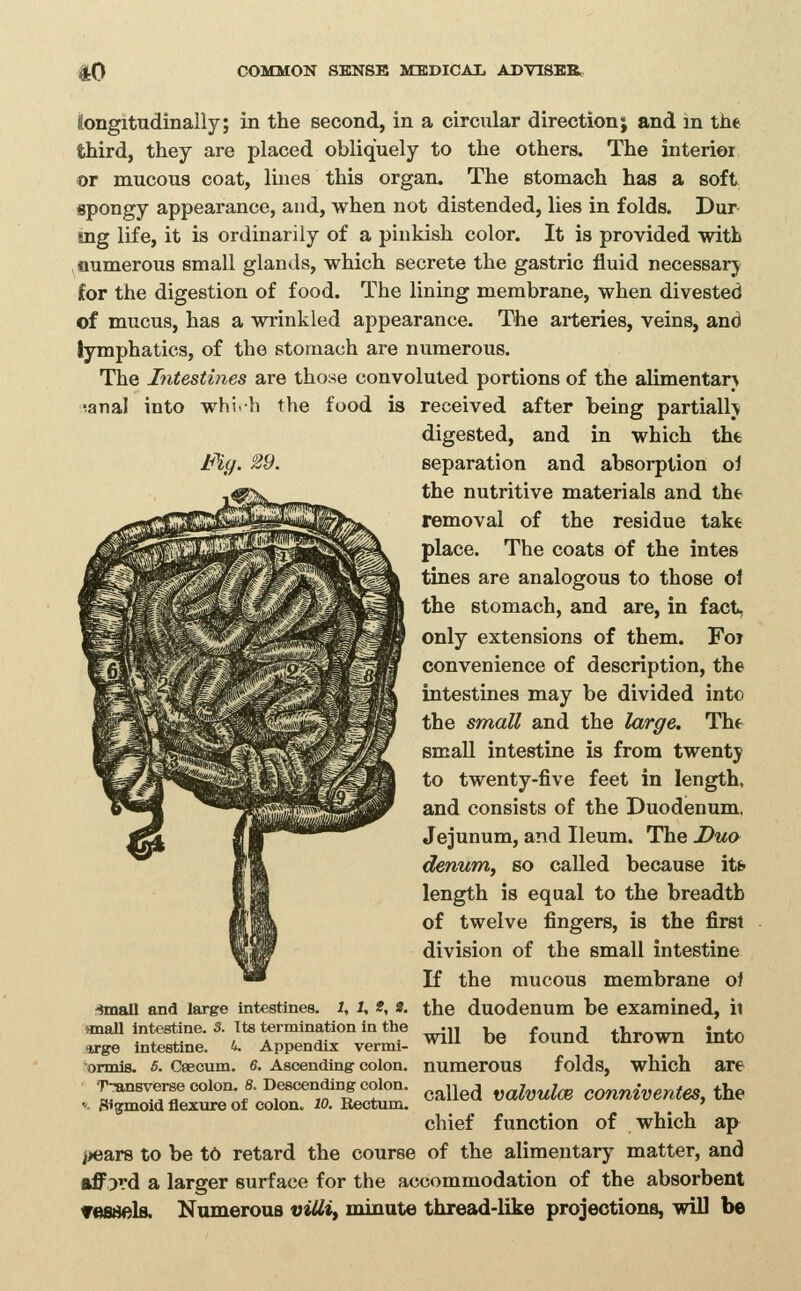 longitudinally; in the second, in a circular direction; and m tiie third, they are placed obliquely to the others. The interior or mucous coat, lines this organ. The stomach has a soft spongy appearance, and, when not distended, lies in folds. Dur- mg life, it is ordinarily of a pinkish color. It is provided with numerous small glands, which secrete the gastric fluid necessarj for the digestion of food. The lining membrane, when divested of mucus, has a wrinkled appearance. The arteries, veins, and lymphatics, of the stomach are numerous. The Intestines are those convoluted portions of the alimentary lanal into whi-h the food is received after being partialh digested, and in which tht separation and absorption oi the nutritive materials and tht removal of the residue takt place. The coats of the intes tines are analogous to those ol the stomach, and are, in fact, only extensions of them. Foi convenience of description, the intestines may be divided into the small and the large. The small intestine is from twenty to twenty-five feet in length, and consists of the Duodenum, Jejunum, and Ileum. The Dua denuniy so called because itfe- length is equal to the breadth of twelve fingers, is the first division of the small intestine If the mucous membrane of the duodenum be examined, ii will be found thrown into numerous folds, which are called valvulce conniventes, the chief function of which ap i^ears to be to retard the course of the alimentary matter, and afford a larger surface for the accommodation of the absorbent ▼esBels. Numerous viUiy minute thread-like projections, will be 'imail and large intestines. 1, 1, *, S. Hnall intestine. 3. Its termination in the :4rge intestine. 4. Appendix vermi- ormis. 5. Caecum. 6, Ascending' colon. Transverse colon. 8. Descending colon.