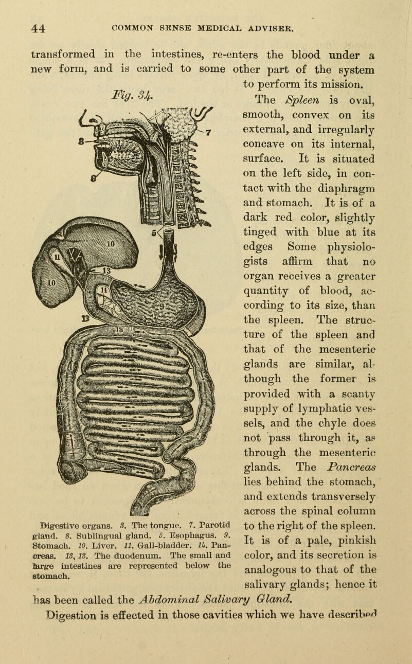 transformed in the intestines, re-enters the blood under a new form, and is carried to some other part of the system to perform its mission. Fi9-^Jh The Spleen is oval, U^/ smooth, convex on its external, and irregularly concave on its internal, surface. It is situated on the left side, in con- tact with the diaphragm and stomach. It is of a dark red color, slightly tinged with blue at its edges Some physiolo- gists affirm that no organ receives a greater quantity of blood, ac- cording to its size, than the spleen. The struc- ture of the spleen and that of the mesenteric glands are similar, al- though the former is provided with a scanty supply of lymphatic ves- sels, and the chyle does not pass through it, as through the mesenteric glands. The Pancreas lies behind the stomach, and extends transversely across the spinal column to the right of the spleen. It is of a pale, pinkish color, and its secretion is analogous to that of the salivary glands; hence it has been called the Abdominal Salivary Gland. Digestion is effected in those cavities which we have describ*''? Digestive organs. 3. The tongue. 7. Parotid gland. 8. Sublingual gland. 5. Esophagus. 9. Stomach. 10. Liver. 11. Gall-bladder. lU. Pan- creas. 13, IS. The duodenum. The small and Sarge intestines are represented below the Btomach.