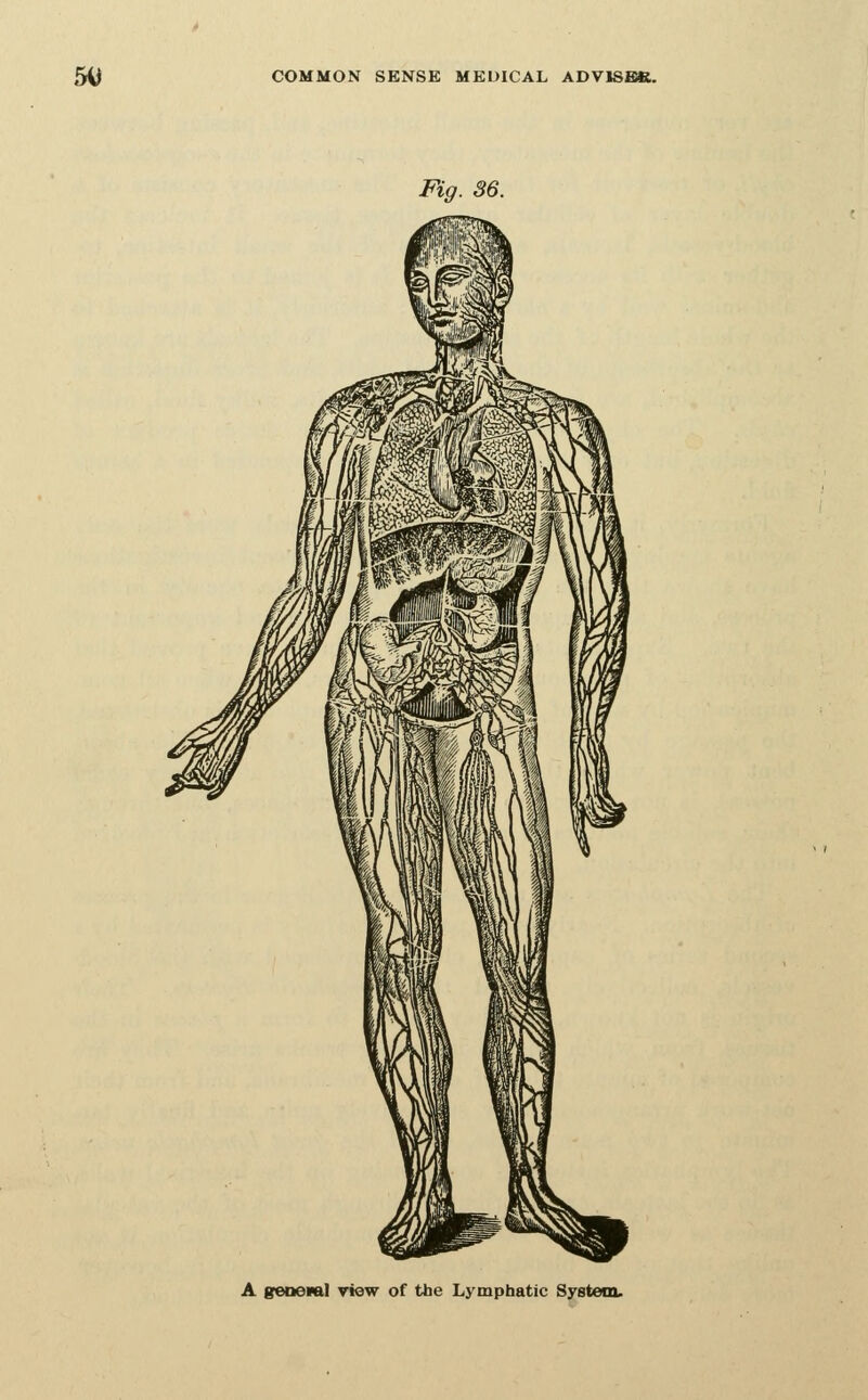 Fig. 36. A geDOval view of the Lymphatic System.