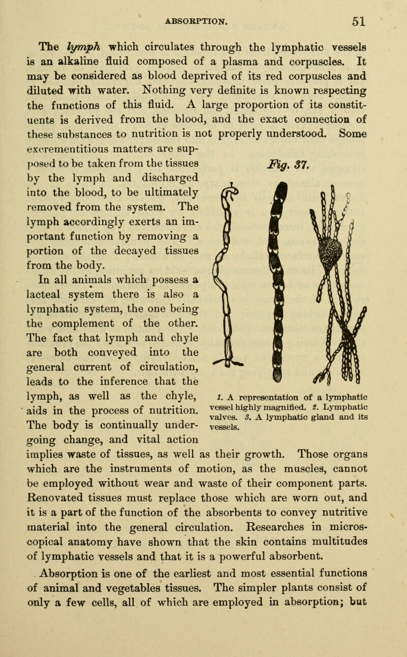 Mg.37. The lymph which circulates through the lymphatic vessels is an alkaline fluid composed of a plasma and corpuscles. It may be considered as blood deprived of its red corpuscles and diluted with water. Nothing very definite is known respecting the functions of this fluid. A large proportion of its constit- uents is derived from the blood, and the exact connection of these substances to nutrition is not properly understood. Some excrementitious matters are sup- posed to be taken from the tissues by the lymph and discharged into the blood, to be ultimately removed from the system. The lymph accordingly exerts an im- portant function by removing a portion of the decayed tissues from the body. In all animals which possess a lacteal system there is also a lymphatic system, the one being the complement of the other. The fact that lymph and chyle are both conveyed into the general current of circulation, leads to the inference that the lymph, as well as the chyle, aids in the process of nutrition. The body is continually under- going change, and vital action implies waste of tissues, as well as their growth. Those organs which are the instruments of motion, as the muscles, cannot be employed without wear and waste of their component parts. Renovated tissues must replace those which are worn out, and it is a part of the function of the absorbents to convey nutritive material into the general circulation. Researches in micros- copical anatomy have shown that the skin contains multitudes of lymphatic vessels and that it is a powerful absorbent. Absorption is one of the earliest and most essential functions of animal and vegetables tissues. The simpler plants consist of only a few cells, all of which are employed in absorption; but 1. A representation of a lymphatic vessel highly magnified. 2. Lymphatic valves. 3. A lymphatic gland and its vessels.