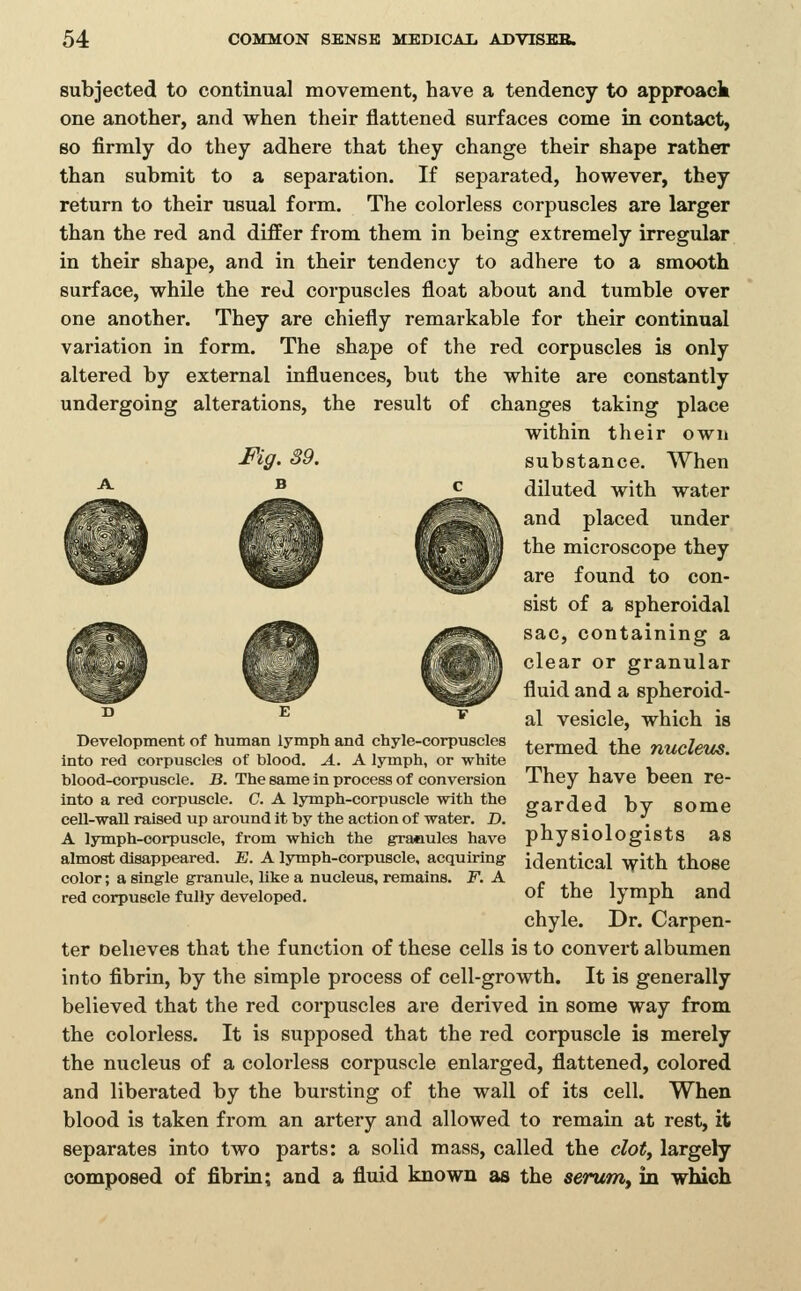 subjected to continual movement, have a tendency to approack one another, and when their flattened surfaces come in contact, so firmly do they adhere that they change their shape rather than submit to a separation. If separated, however, they return to their usual form. The colorless corpuscles are larger than the red and differ from, them in being extremely irregular in their shape, and in their tendency to adhere to a smooth surface, while the red corpuscles float about and tumble over one another. They are chiefly remarkable for their continual variation in form. The shape of the red corpuscles is only altered by external influences, but the white are constantly undergoing alterations, the result of changes taking place within their own substance. When diluted with water and placed under the microscope they are found to con- sist of a spheroidal sac, containing a clear or granular fluid and a spheroid- al vesicle, which is termed the nucleus. They have been re- garded by some physiologists as identical with those of the lymph and chyle. Dr. Carpen- ter Delieves that the function of these cells is to convert albumen into fibrin, by the simple process of cell-growth. It is generally believed that the red corpuscles are derived in some way from the colorless. It is supposed that the red corpuscle is merely the nucleus of a colorless corpuscle enlarged, flattened, colored and liberated by the bursting of the wall of its cell. When blood is taken from an artery and allowed to remaia at rest, it separates into two parts: a solid mass, called the clot, largely composed of fibrin; and a fluid known as the aerum^ in which Development of human lymph and chyle-corpuscles into red corpuscles of blood. A. A lymph, or white blood-corpuscle. B. The same in process of conversion into a red corpuscle. C. A lymph-corpuscle with the cell-wall raised up around it by the action of water, D. A lymph-corpuscle, from which the granules have almost disappeared. E. A lymph-corpuscle, acquiring color; a single granule, like a nucleus, remains. F. A red corpuscle fully developed.