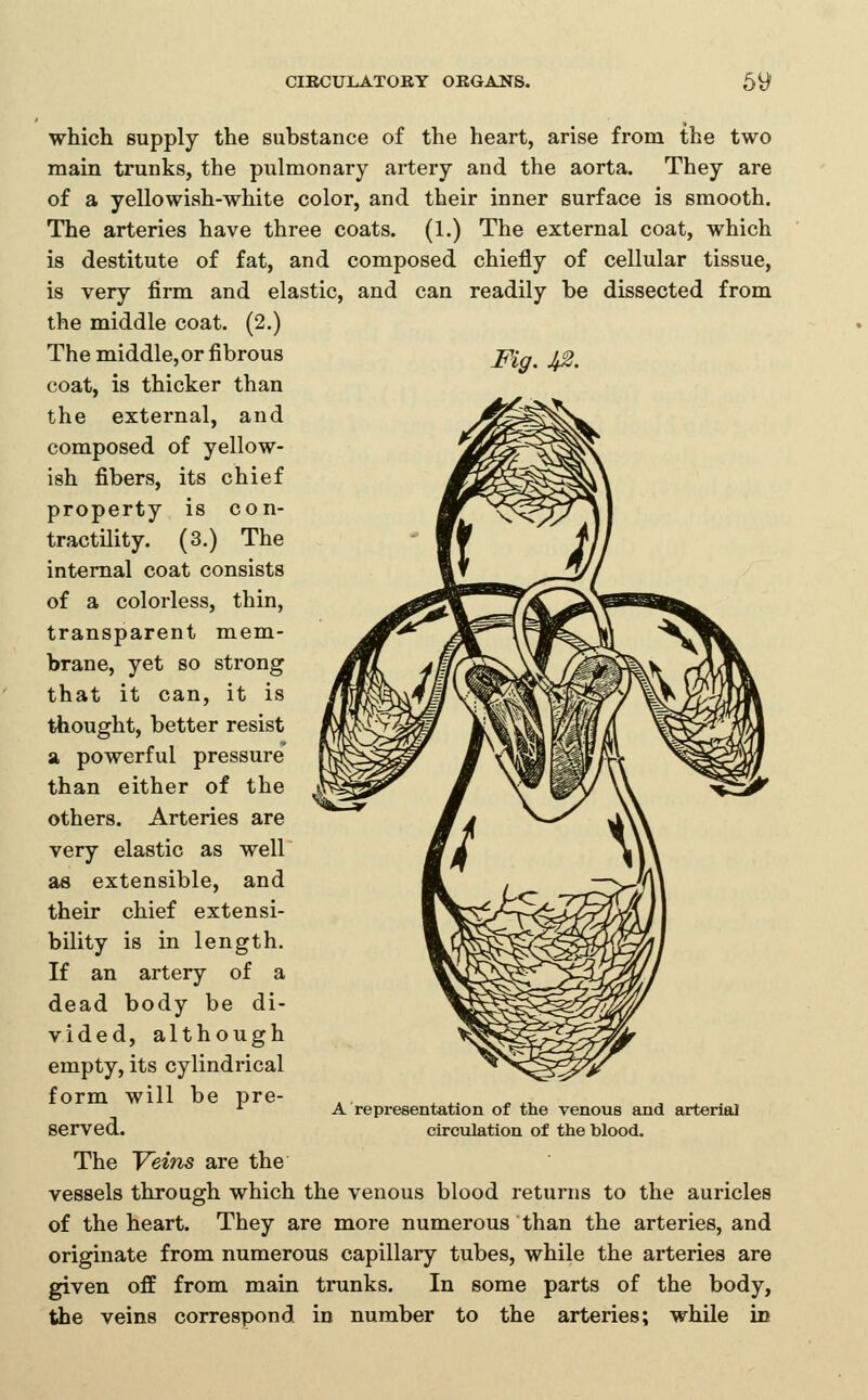 which supply the substance of the heart, arise from the two main trunks, the pulmonary artery and the aorta. They are of a yellowish-white color, and their inner surface is smooth. The arteries have three coats. (1.) The external coat, which is destitute of fat, and composed chiefly of cellular tissue, is very firm and elastic, and can readily be dissected from the middle coat. (2.) Fig. Jt2. The middle,or fibrous coat, is thicker than the external, and composed of yellow- ish fibers, its chief property is con- tractility. (3.) The internal coat consists of a colorless, thin, transparent mem- brane, yet so strong that it can, it is thought, better resist a powerful pressure than either of the others. Arteries are very elastic as well as extensible, and their chief extensi- bility is in length. If an artery of a dead body be di- vided, although empty, its cylindrical form will be pre- served. The Veins are the vessels through which the venous blood returns to the auricles of the heart. They are more numerous than the arteries, and originate from numerous capillary tubes, while the arteries are given off from main trunks. In some parts of the body, the veins correspond in number to the arteries; whUe in A representation of the venous and arterial circulation of the blood.