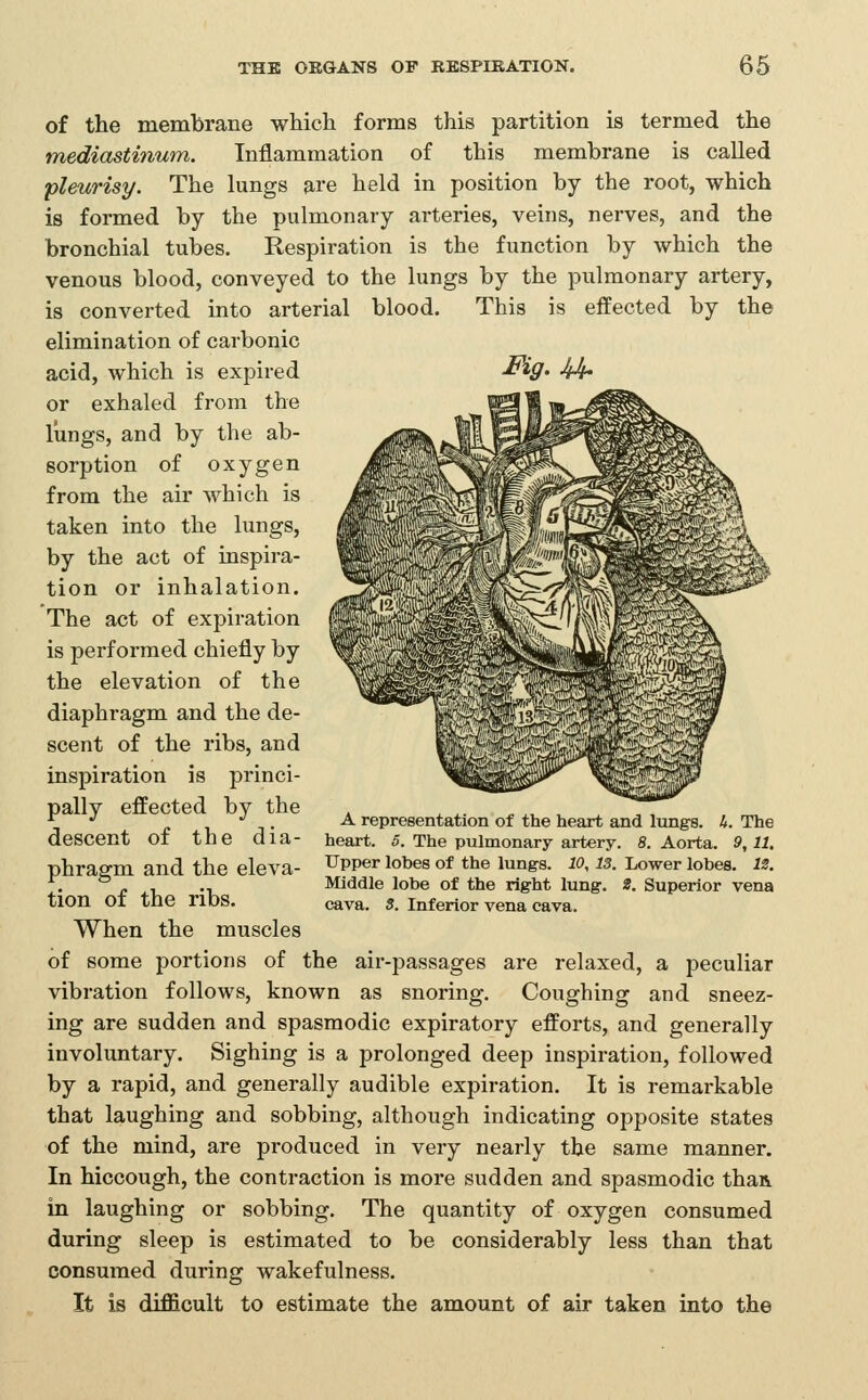 of the membrane which forms this partition is termed the mediastinum. Inflammation of this membrane is called pleurisy. The lungs are held in position by the root, which is formed by the pulmonary arteries, veins, nerves, and the bronchial tubes. Respiration is the function by which the venous blood, conveyed to the lungs by the pulmonary artery, is converted into arterial blood. This is efi'ected by the elimination of carbonic acid, which is expired ^^9' ^ or exhaled from the lungs, and by the ab- sorption of oxygen from the air which is taken into the lungs, by the act of inspira- tion or inhalation. The act of expiration is performed chiefly by the elevation of the diaphragm and the de- scent of the ribs, and inspiration is princi- pally effected by the descent of the dia- phragm and the eleva- tion of the ribs. When the muscles of some portions of the air-passages are relaxed, a peculiar vibration follows, known as snoring. Coughing and sneez- ing are sudden and spasmodic expiratory efforts, and generally involuntary. Sighing is a prolonged deep inspiration, followed by a rapid, and generally audible expiration. It is remarkable that laughing and sobbing, although indicating opposite states of the mind, are produced in very nearly the same manner. In hiccough, the contraction is more sudden and spasmodic than in laughing or sobbing. The quantity of oxygen consumed during sleep is estimated to be considerably less than that consumed during wakefulness. It is difficult to estimate the amount of air taken into the A representation of the heart and lungs. 4. The heart. 5. The pulmonary artery. 8. Aorta. 9,11. Upper lobes of the lungs. 10.13. Lower lobes. i2. Middle lobe of the right lung. Z. Superior vena cava. 3. Inferior vena cava.