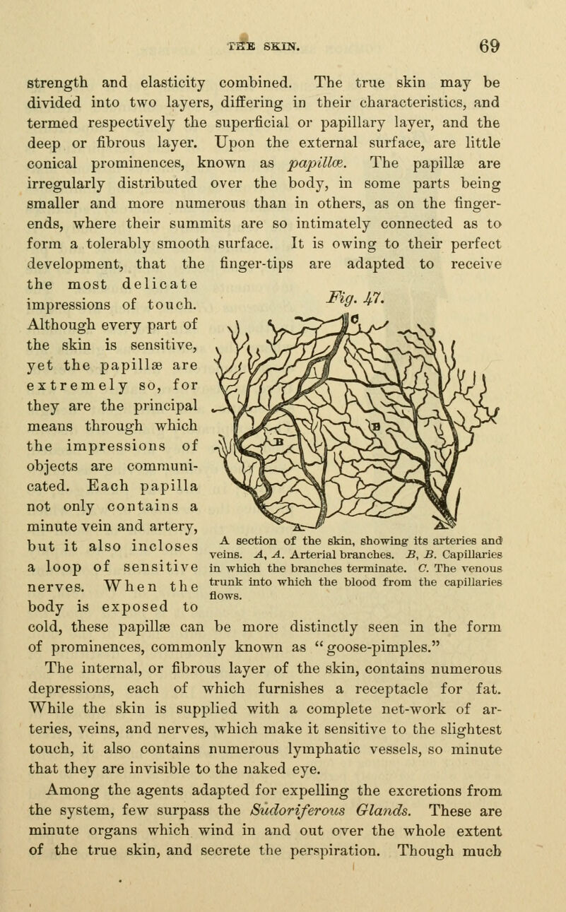 strength and elasticity combined. The true skin may be divided into two layers, differing in their characteristics, and termed respectively the superficial or papillary layer, and the deep or fibrous layer. Upon the external surface, are little conical prominences, known as papilloe. The papillae are irregularly distributed over the body, in some parts being smaller and more numerous than in others, as on the finger- ends, where their summits are so intimately connected as to form a tolerably smooth surface. It is owing to their perfect development, that the finger-tips are adapted to receive the most delicate impressions of touch. ■^'^9- ■*'• Although every part of the skin is sensitive, yet the papillae are extremely so, for they are the principal means through which the impressions of objects are communi- cated. Each papilla not only contains a minute vein and artery, but it also incloses a loop of sensitive nerves. When the body is exposed to cold, these papillae can be more distinctly seen in the form of prominences, commonly known as goose-pimples. The internal, or fibrous layer of the skin, contains numerous depressions, each of which furnishes a receptacle for fat. While the skin is supplied with a complete net-work of ar- teries, veins, and nerves, which make it sensitive to the slightest touch, it also contains numerous lymphatic vessels, so minute that they are invisible to the naked eye. Among the agents adapted for expelling the excretions from the system, few surpass the Sudoriferous Glands. These are minute organs which wind in and out over the whole extent of the true skin, and secrete the perspiration. Though much A section of the skin, showing its arteries and veins. A, A. Arterial branches. B, B. Capillaries in which the branches terminate. C. The venous trunk into which the blood from the capillaries flows.