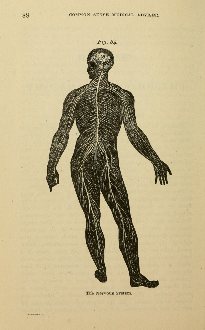 Fig. 5Jf. The Nervous System.