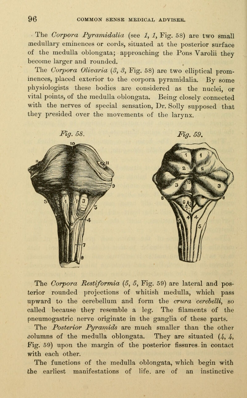 . The Corpora Pyramidalia (see i, i, Fig. 58) are two small medullary eminences or cords, situated at the posterior surface of the medulla oblongata; approaching the Pons Varolii they become larger and rounded. The Corpora Olivaria {3, 3, Fig. 58) are two elliptical prom- inences, placed exterior to the corpora pyramidalia. By some physiologists these bodies are considered as the nuclei, or vital points, of the medulla oblongata. Being closely connected with the nerves of special sensation, Dr. Solly supposed that they presided over the movements of the larynx. Fig. 58, Fig. 59, The Corpora Restiformia [5, 5, Fig. 59) are lateral and pos= fcerior rounded projections of whitish medulla, which pass upward to the cerebellum and form the crura cerebelli, so called because they resemble a leg. The filaments of the pneumogastric nerve originate in the ganglia of these parts. The Posterior Pyramids are much smaller than the other iColumns of the medulla oblongata. They are situated (4, Jf, Fig. 59) upon the margin of the posterior fissures, in contact with each other. The functions of the medulla oblongata, which begin with the earliest manifestations of life, are of an instinctive