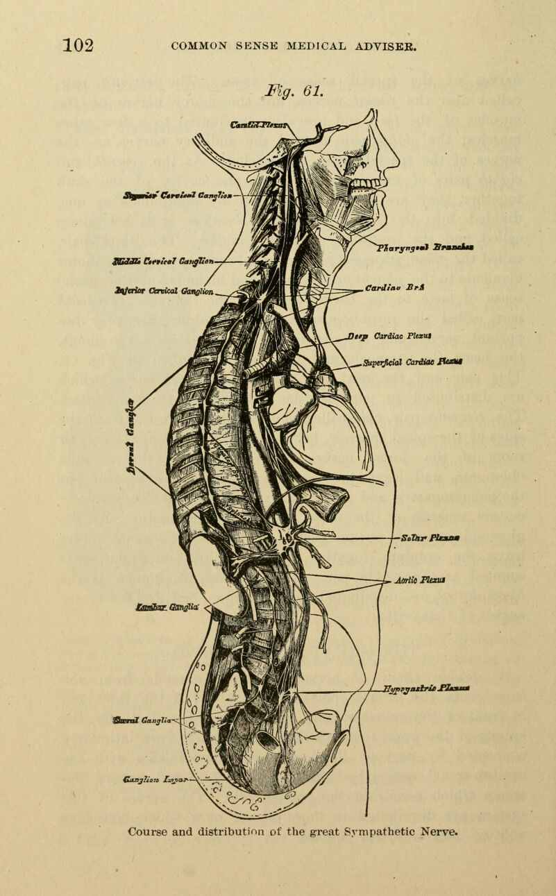 ZEiiBi CtnleaT Gaiij/titn MtfiOT Onical etaislitm 'Xaryjtjfmt Srmnnht Cardiaa JBrA 'ftp Cardiac Pltxut Supetjieial Cardiae JttOiM SeTttr PUaam S^^^adrit Utai'^ Sum? Gaiijli Course and distribution of the great Sympathetic Nerve.