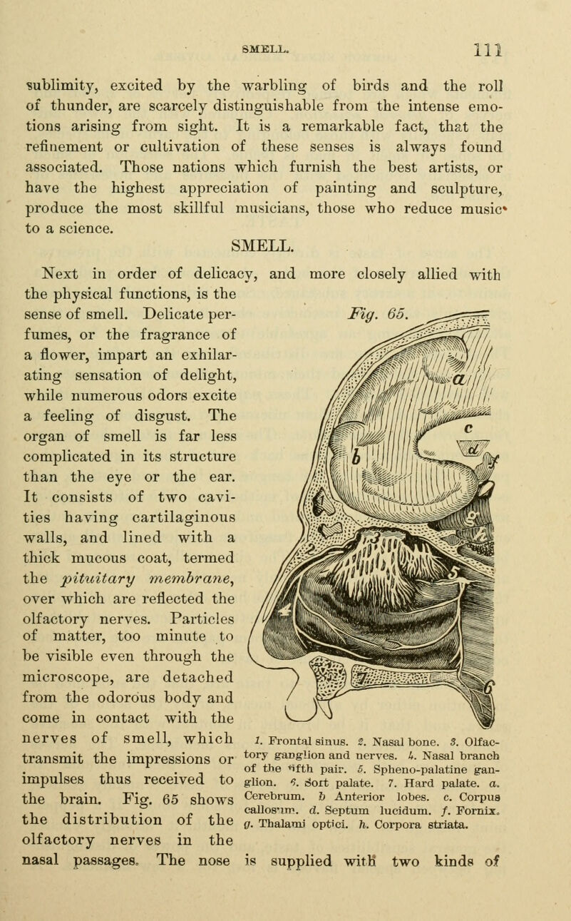 sublimity, excited by the warbling of birds and the roll of thunder, are scarcely distinguishable from the intense emo- tions arising from sight. It is a remarkable fact, that the refinement or cultivation of these senses is always found associated. Those nations which furnish the best artists, or have the highest appreciation of painting and sculpture, produce the most skillful musicians, those who reduce music* to a science. SMELL. Next in order of delicacy, and more closely allied with the physical functions, is the sense of smell. Delicate per- Fig. 65. fumes, or the fragrance of a flower, impart an exhilar- ating sensation of delight, while numerous odors excite a feeling of disgust. The organ of smell is far less complicated in its structure than the eye or the ear. It consists of two cavi- ties having cartilaginous walls, and lined with a thick mucous coat, termed the pituitary membrane., over which are reflected the olfactory nerves. Particles of matter, too minute to be visible even through the microscope, are detached from the odorous body and come in contact with the nerves of smell, which a Frontal sinus. 2. Nasal bone. 3. Olfac- transmit the impressions or *°''y ganglion and nerves, h. Nasal branch , . of the *ifth pair. 5. Spheno-palatine gan- impulses thus received to giion. -?. rfort palate. 7. Hard palate, a. the brain. Fig. 65 shows Cerebrum. & Anterior lobes, c. Corpus 4-U ;i* + 'T. • c 1 caHos'im. d. Septum lucidum. /.Fornix, tne distribution Ot the (;. ThalamJ optici. 7i. Corpora striata. olfactory nerves in the nasal passages. The nose is supplied with two kinds of
