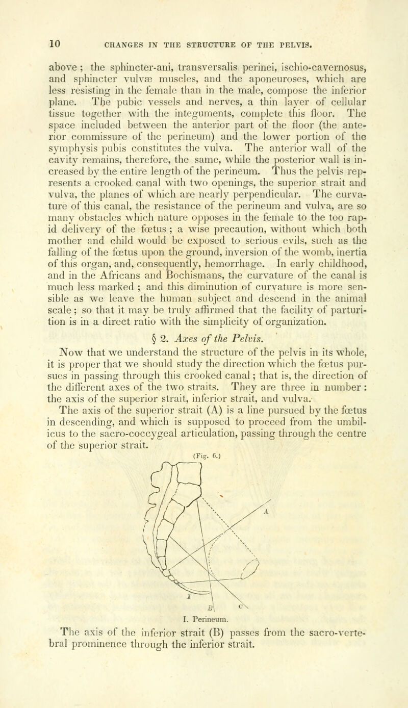 above ; the sphinctcr-ani, transversalis perinei, ischio-cavernosus, and sphincter vulvse muscles, and the aponeuroses, which are less resisting in the female than in the male, compose the inferior plane. The pubic vessels and nerves, a thin layer of cellular tissue together with the integuments, complete this floor. The space included between the anterior part of the floor (the ante- rior commissure of the perineum) and the lower portion of the symphysis pubis constitutes the vulva. The anterior wall of the cavity remains, therefore, the same, while the posterior wall is in- creased by the entire length of the perineum. Thus the pelvis rep- resents a crooked canal with two openings, the superior strait and vulva, the planes of which are nearly perpendicular. The curva- ture of this canal, the resistance of the perineum and vulva, are so many obstacles which nature opposes in the female to the too rap- id delivery of the foetus ; a wise precaution, without which both mother and child would be exposed to serious evils, such as the falling of the foetus upon the ground, inversion of the womb, inertia of this organ, and, consequently, hemorrhage. In early childhood, and in the Africans and Bochismans, the curvature of the canal is much less marked ; and this diminution of curvature is more sen- sible as we leave the human subject and descend in the animal scale; so that it may be truly affirmed that the facility of parturi- tion is in a direct ratio with the simplicity of organization. § 2. Axes of the Pelvis. Now that we understand the structure of the pelvis in its w^hole, it is proper that we should study the direction which the foetus pur- sues in passing through this crooked canal; that is, the direction of the different axes of the two straits. They are three in number : the axis of the superior strait, inferior strait, and vulva.- The axis of the superior strait (A) is a line pursued by the foetus in descending, and which is supposed to proceed from the umbil- icus to the sacro-coccygeal articulation, passing through the centre of the superior strait. (Fi?. 6.) I I. Perineum. The axis of the inferior strait (B) passes from the sacro-verte- bral prominence through the inferior strait.