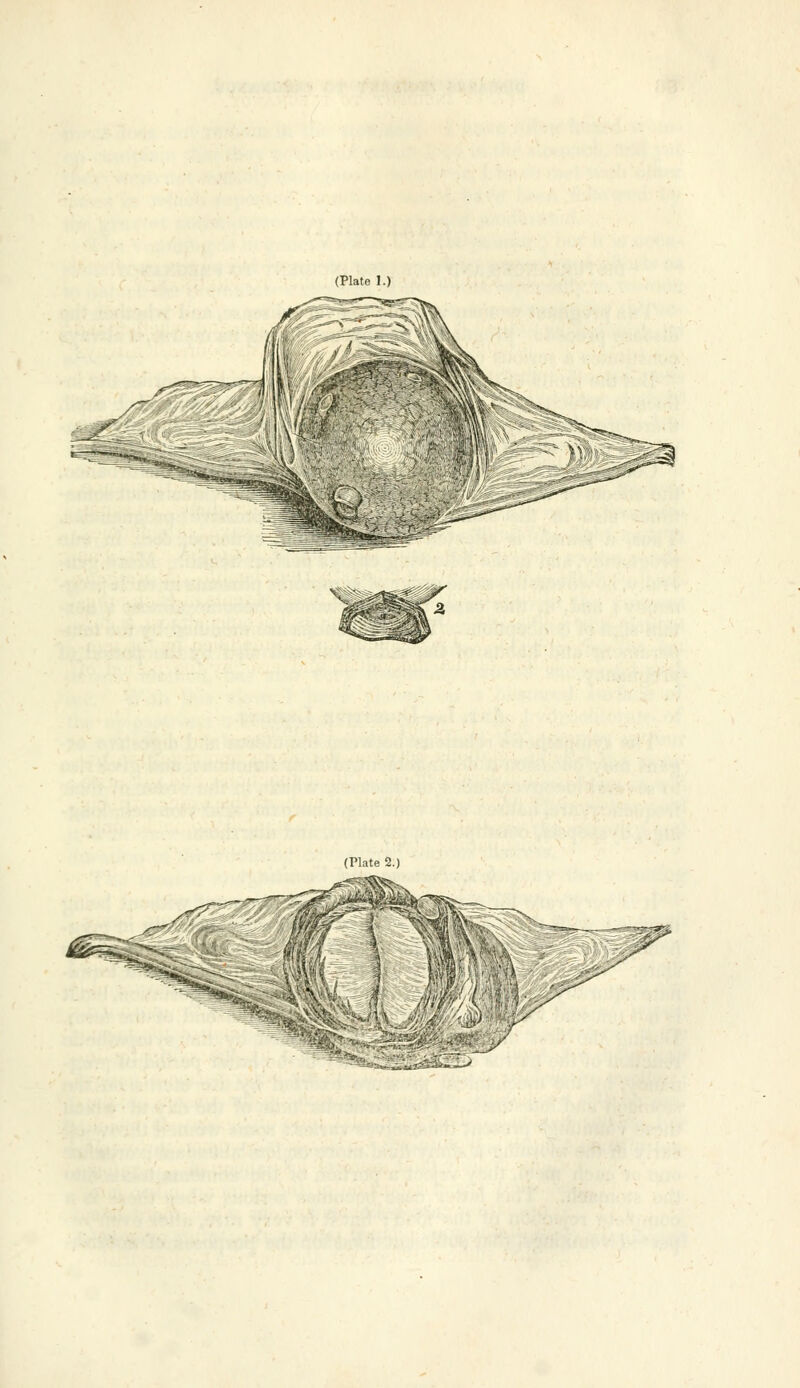 (Plate I.) (Plate 2.) '«^^^;x