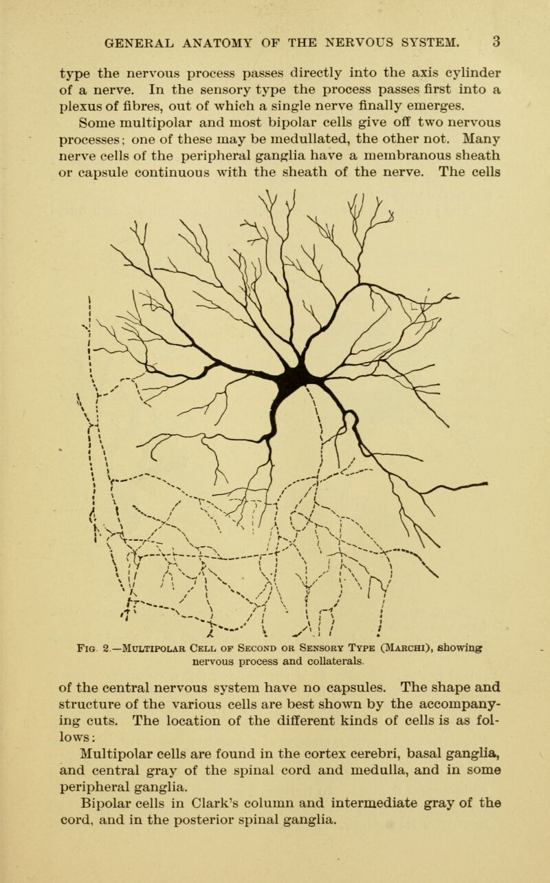 type the nervous process passes directly into the axis cyhnder of a nerve. In the sensory type the process passes first into a IDlexus of fibres, out of which a single nerve finally emerges. Some multipolar and most bipolar cells give off two nervous processes; one of these may be medullated, the other not. Many nerve cells of the peripheral ganglia have a membranous sheath or capsule continuous with the sheath of the nerve. The cells 7- 1 / I I Fig 2—Multipolar Cell of Second or Sensory Type CVIarchi), showing nervous process and collaterals. of the central nervous system have no capsules. The shape and structure of the various cells are best shown by the accompany- ing cuts. The location of the different kinds of cells is as fol- lows : Multipolar cells are found in the cortex cerebri, basal ganglia, and central gray of the spinal cord and medulla, and in some peripheral ganglia. Bipolar cells in Clark's column and intermediate gray of the cord, and in the posterior spinal ganglia.